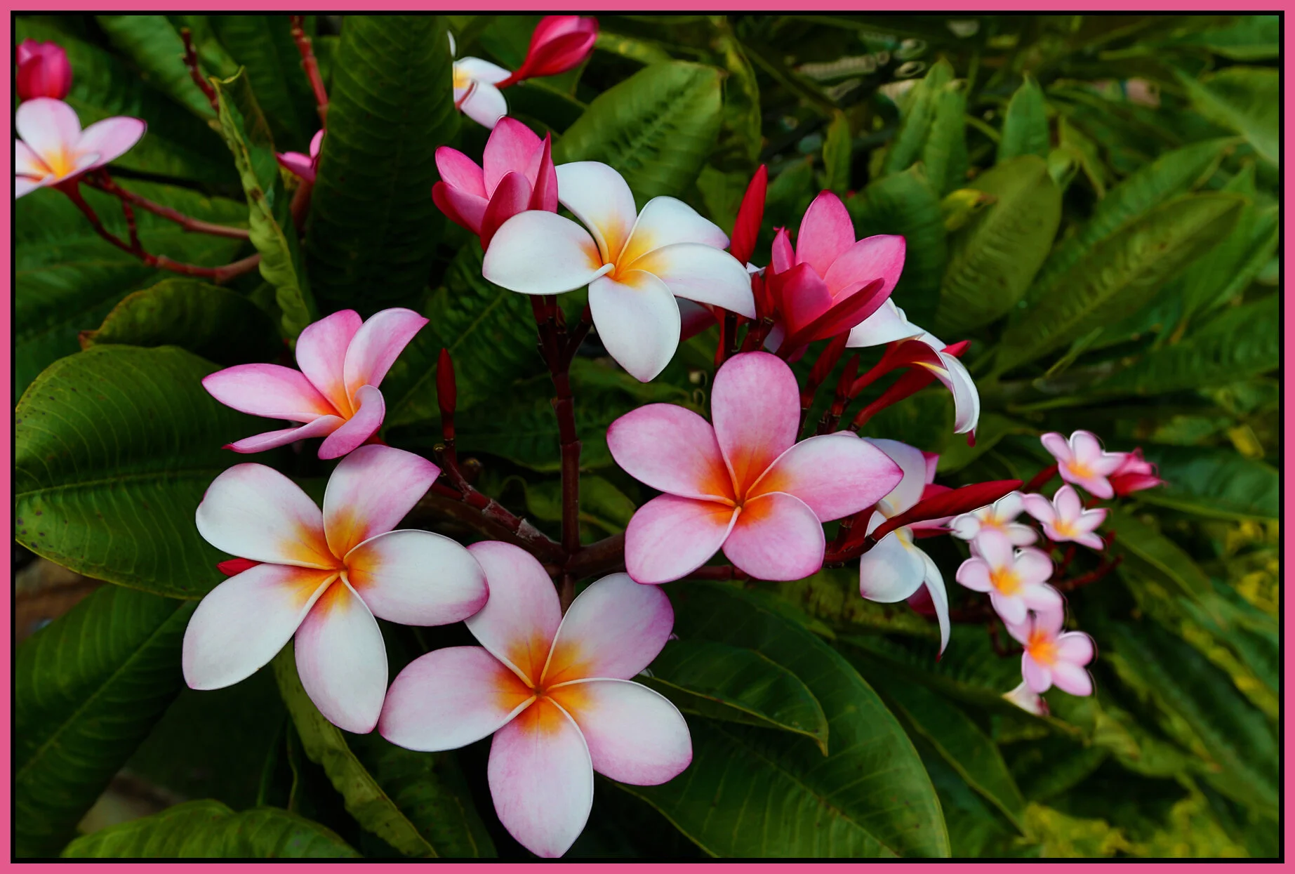 Hawaii Flowers_Nov 24_2012_HDR_C9563_4x6s.jpg