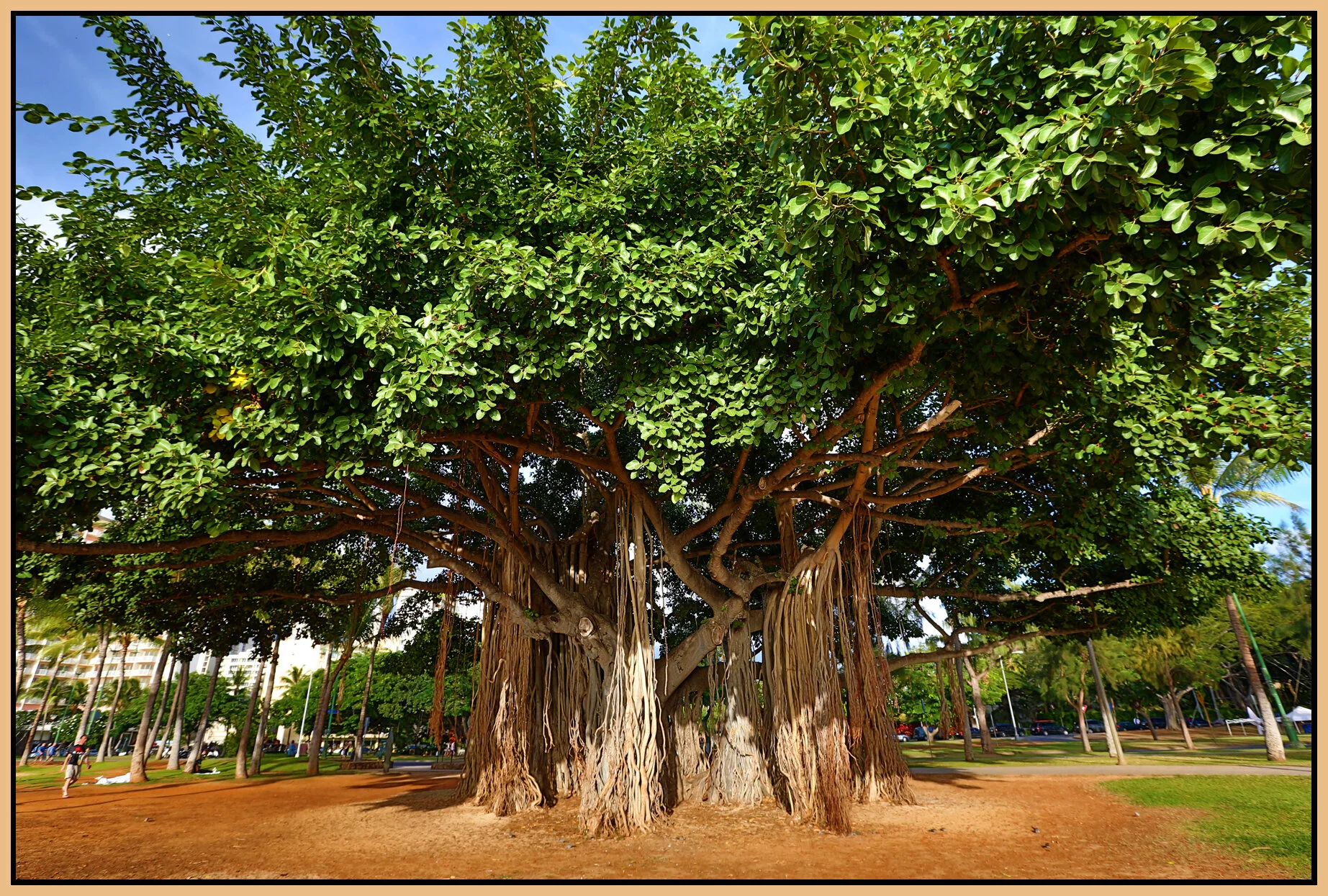 Hawaii Trees_Nov 16_2012_HDR_C8570_4x6s.jpg