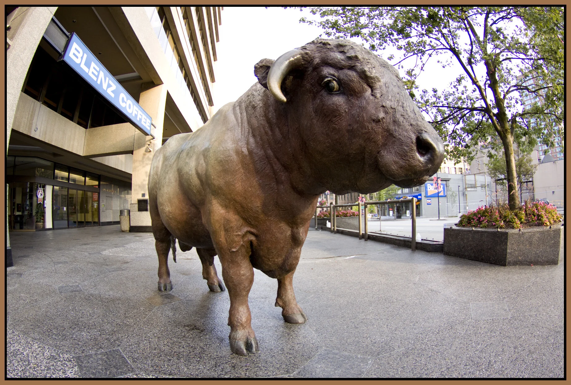 Bull on Georgia_Aug 9 09_7848_4x6s.jpg