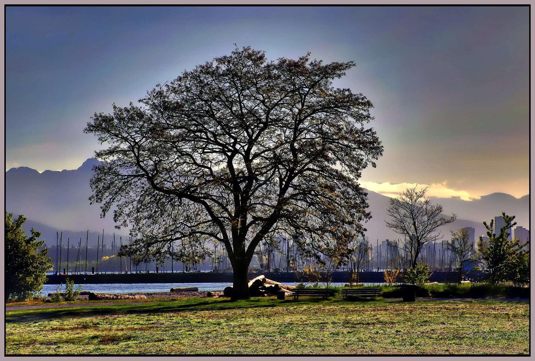 Jericho Beach Park Tree_May 8_2024_HDR_5E4930_peHdr2013_1_4x6s.jpg