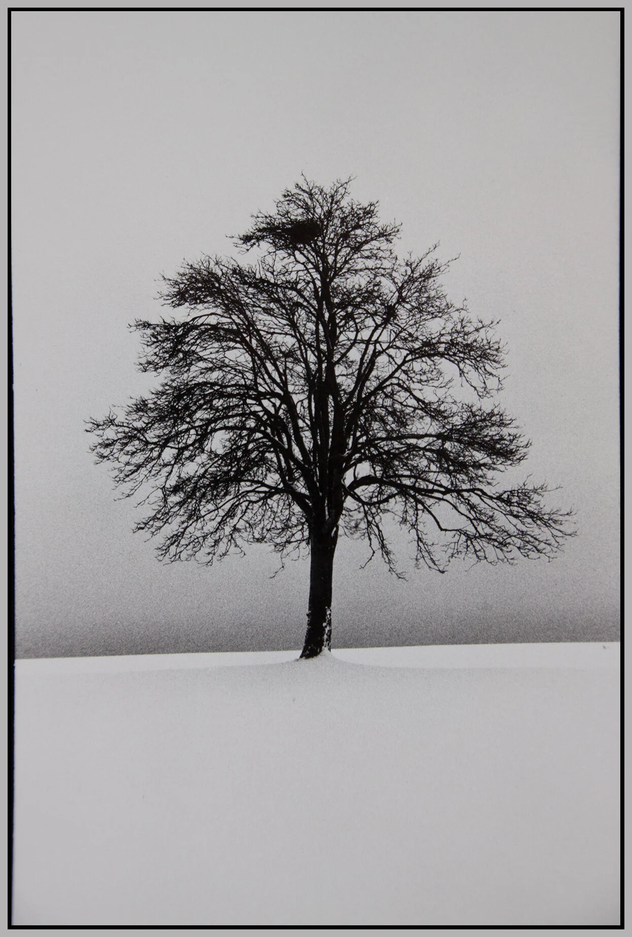 Stanley Pk Tree in Snow_3634_4x6s.jpg