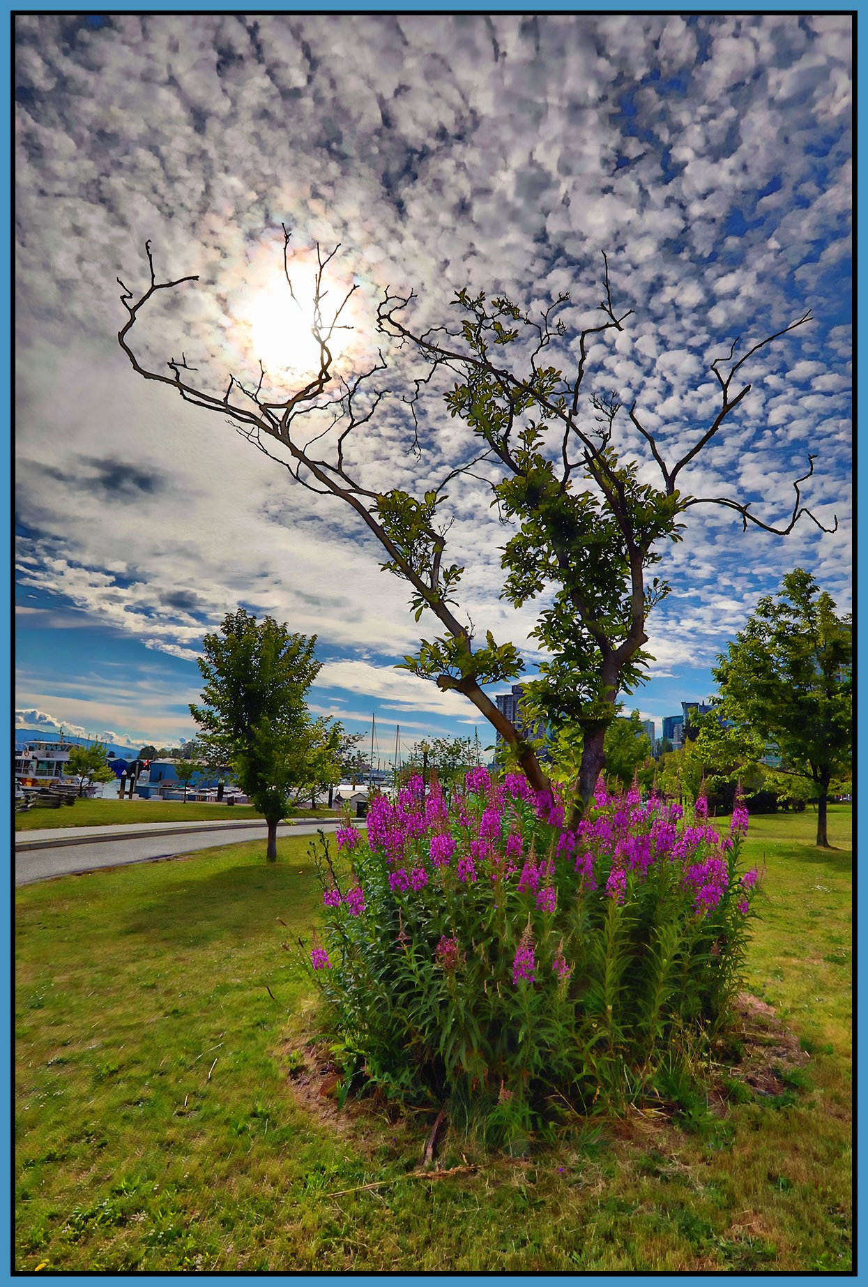 Devonian Park Tree_Jun 29_2024_HDR_4J1868_peShdngCntrst_4x6s.jpg