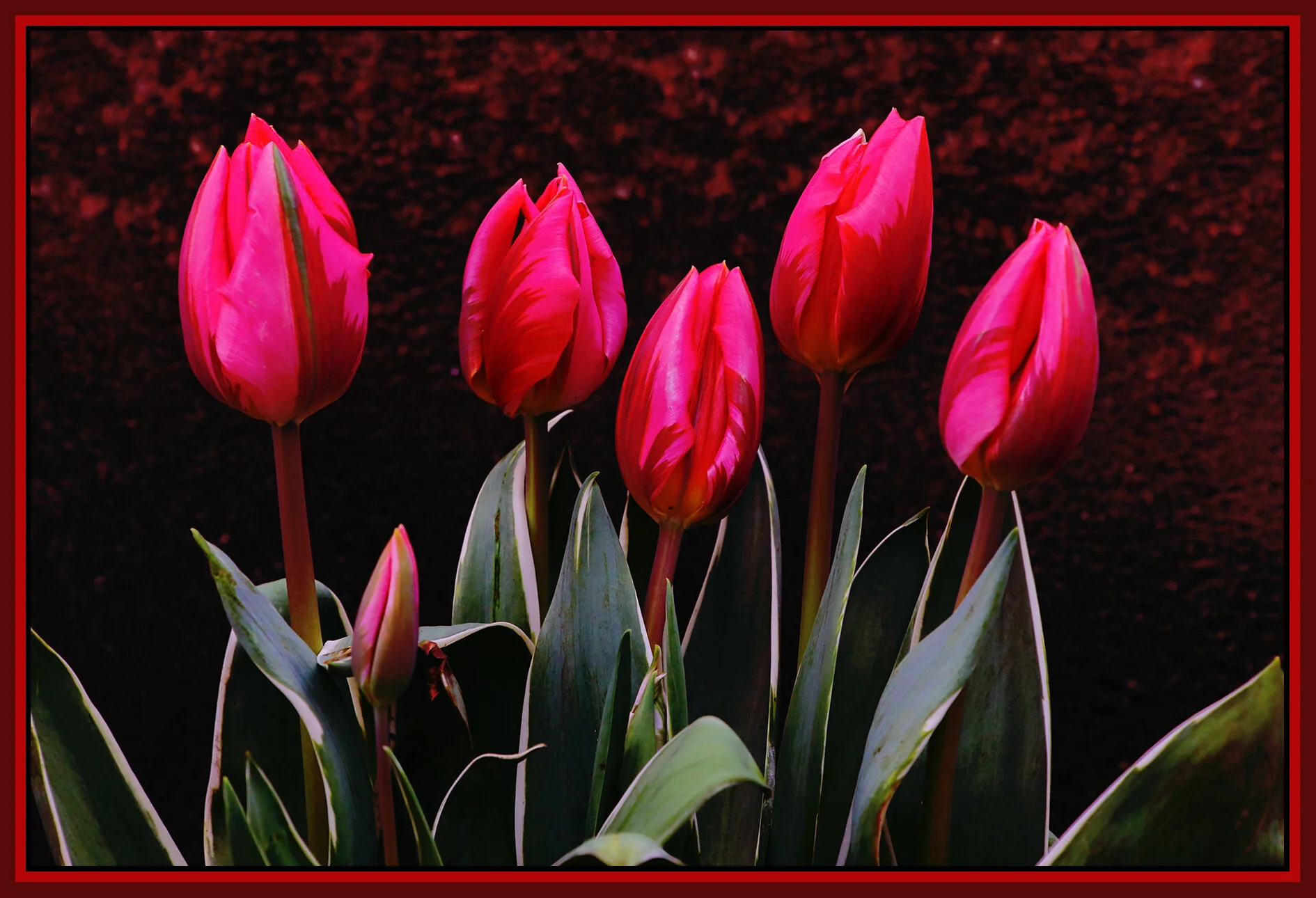 Flowers Tulips_Apr 26_2021_HDR_5A0679_1_4x6s.jpg