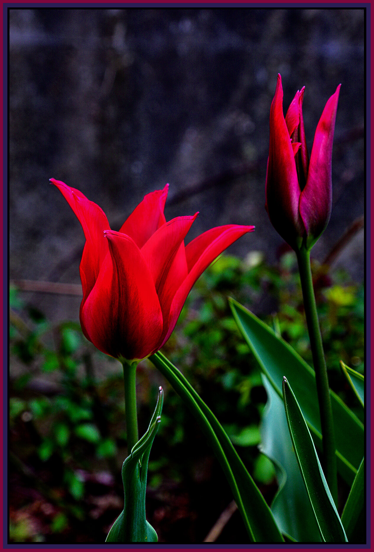 Flowers Tulips_Apr 23_2021_HDR_4G7776_peDrkndExp&_4x6s.jpg