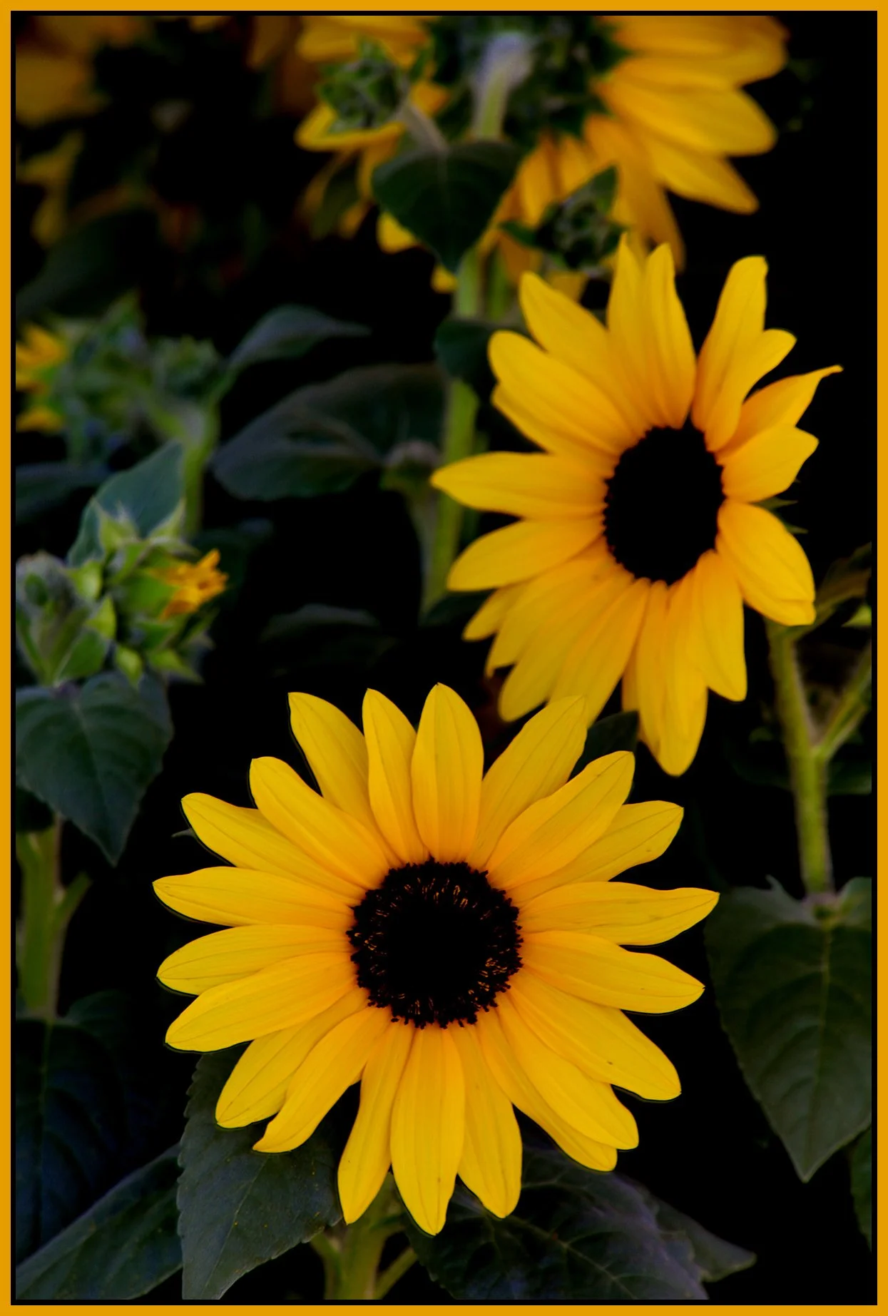Flowers-Sunflowers_Sep 6_2026_HDR_4L2112_peCs_4x6s.jpg