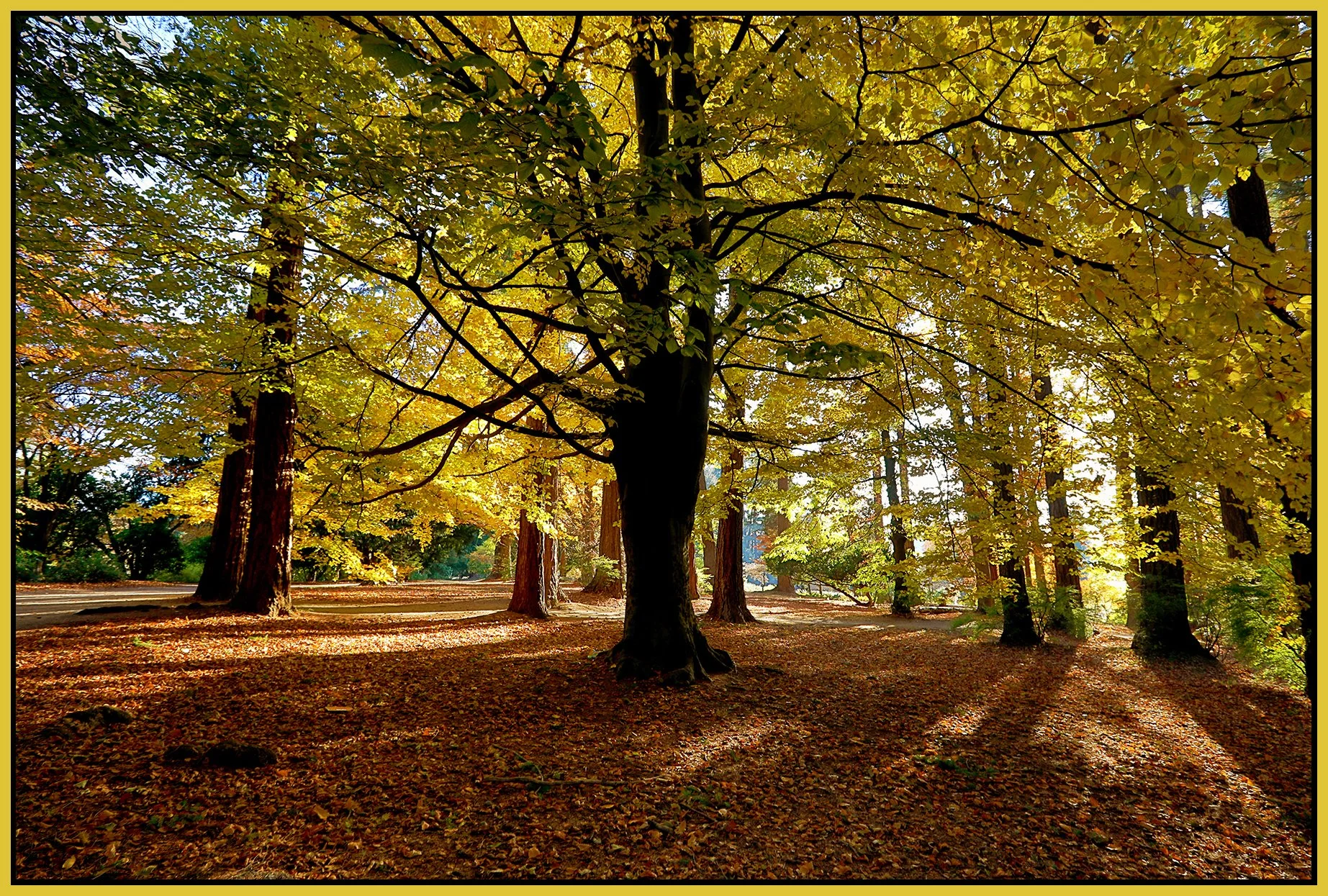 Stanley Pk Trees_Nov 18_2022_HDR_5C7014_peFbColBalD_4x6s.jpg