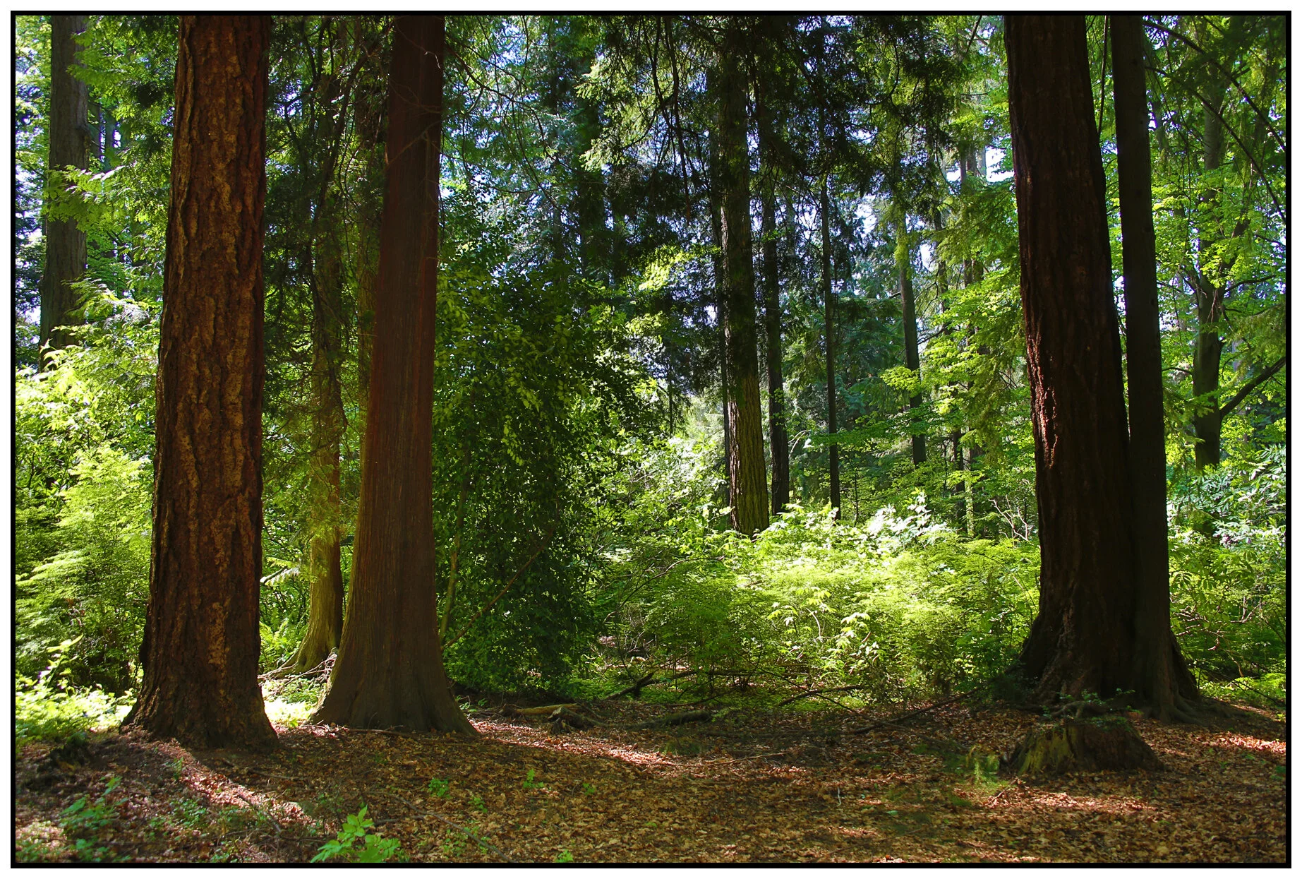 Stanley Pk Trees_Apr 29_2016_HDR_K7935_4x6s.jpg