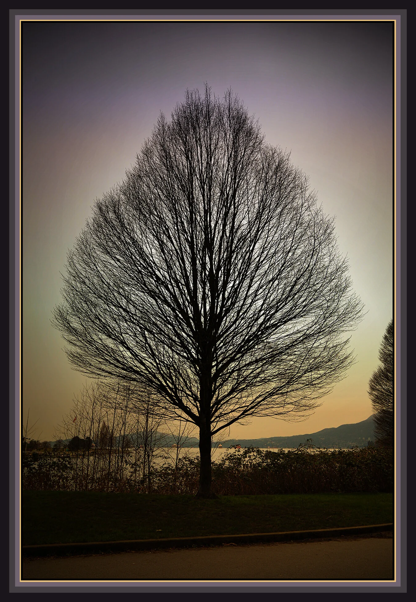 English Bay Tree_Feb 25_2020_HDR_F7869_peIntnSunst_4x6s.jpg