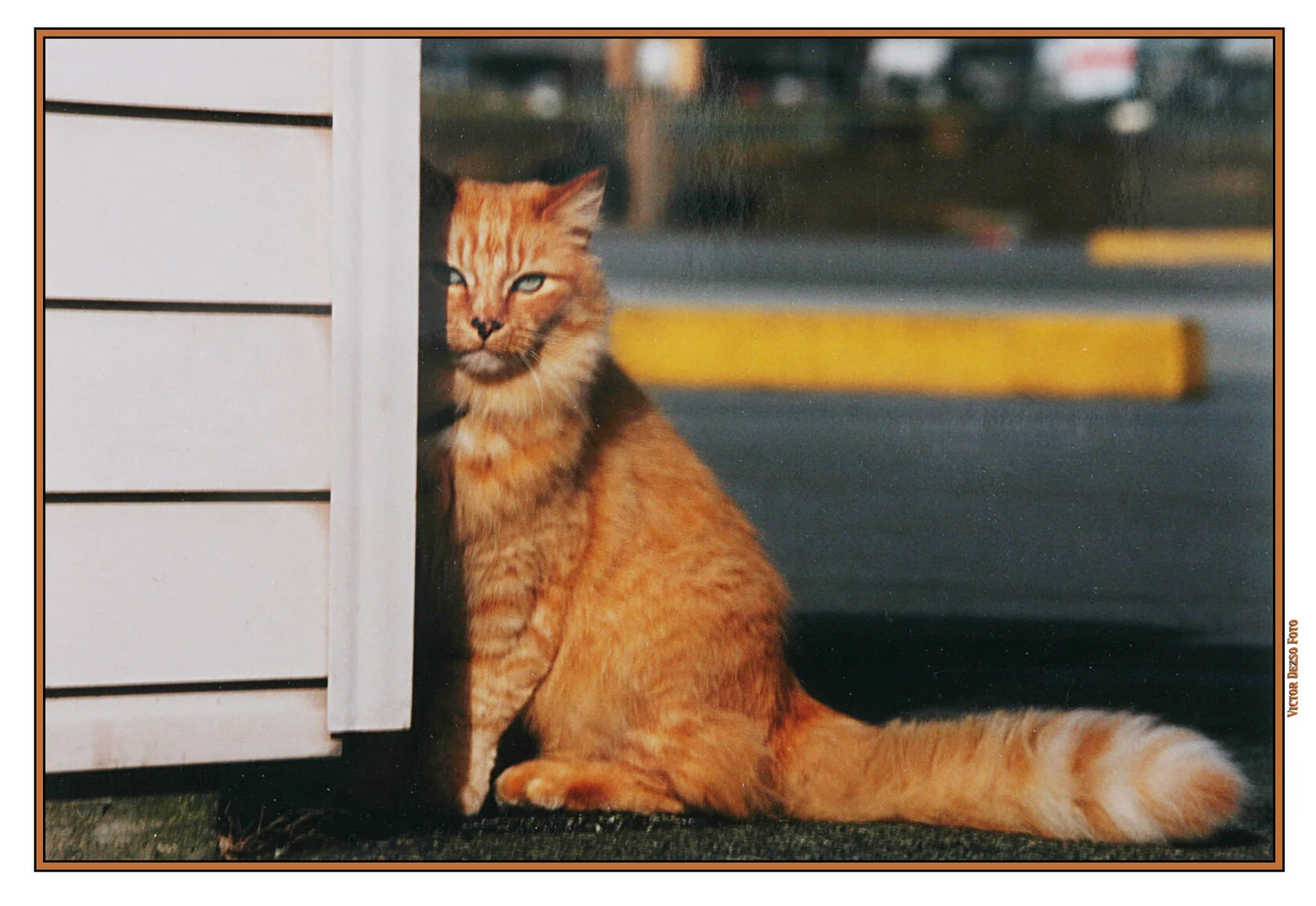 Coast Gaurd Cat_4502_4x6s.jpg