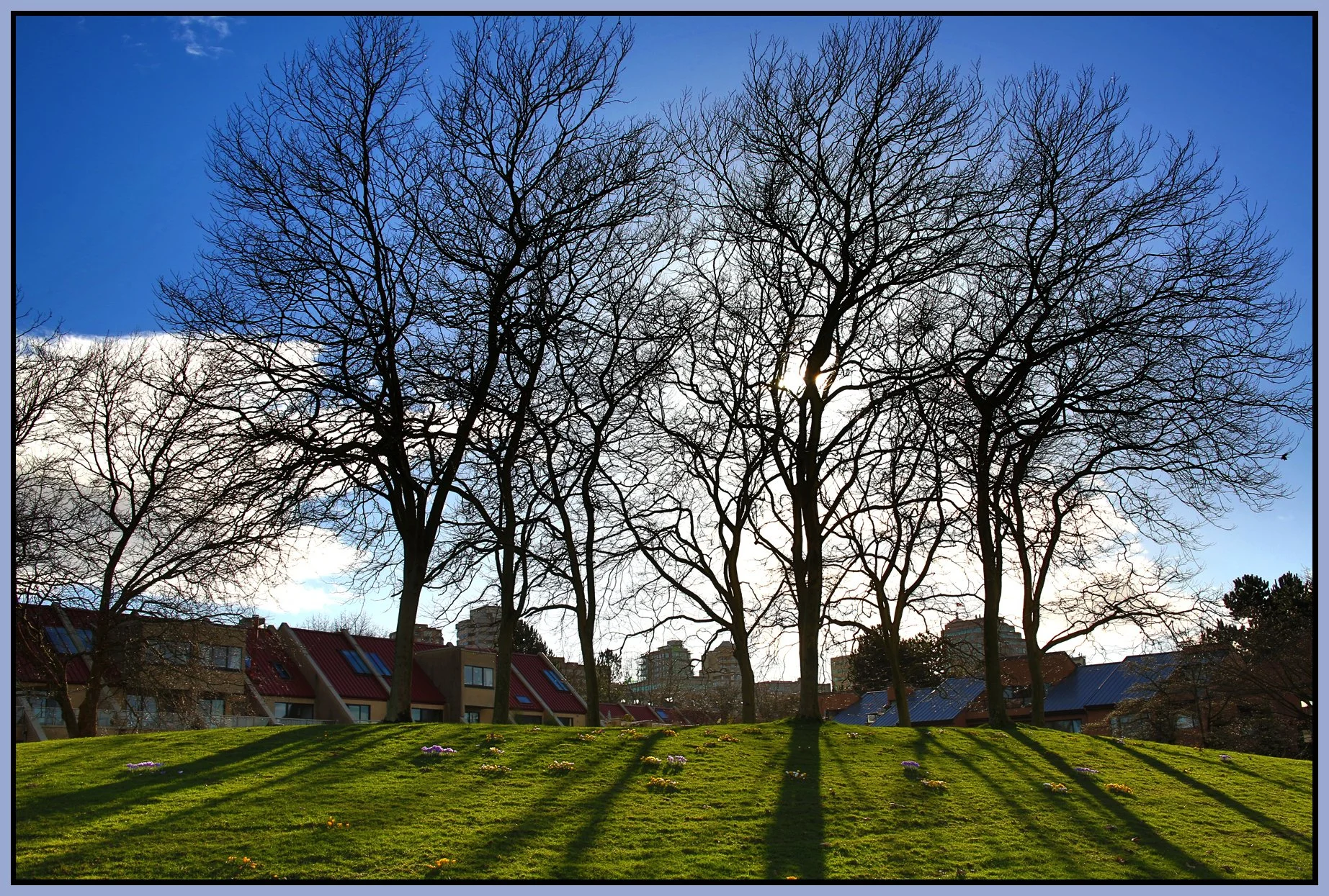 Charleson Pk Trees_Crocuses_Feb 12_2016_HDR_K3311_4x6s.jpg