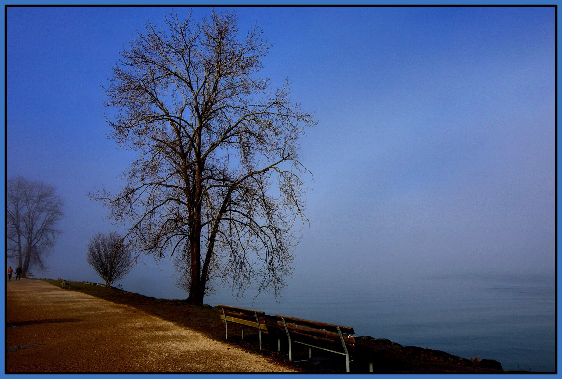 Vanier Park Trees in Fog_Jan 21_2026_HDR_5F5667_peWowEffect1_4x6s.jpg