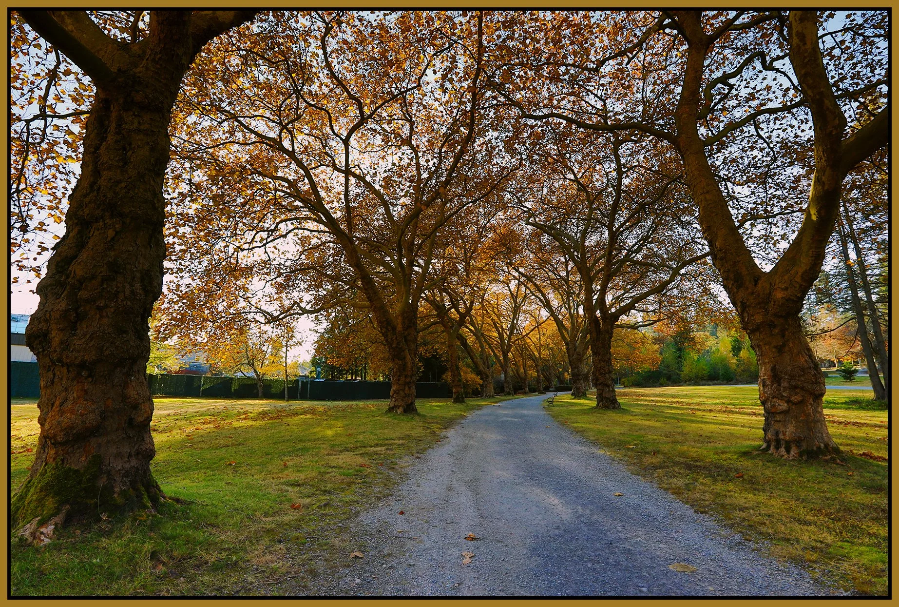 Stanley Pk Trees_Nov 18_2022_HDR_5C6946_peEwgt_4x6s.jpg
