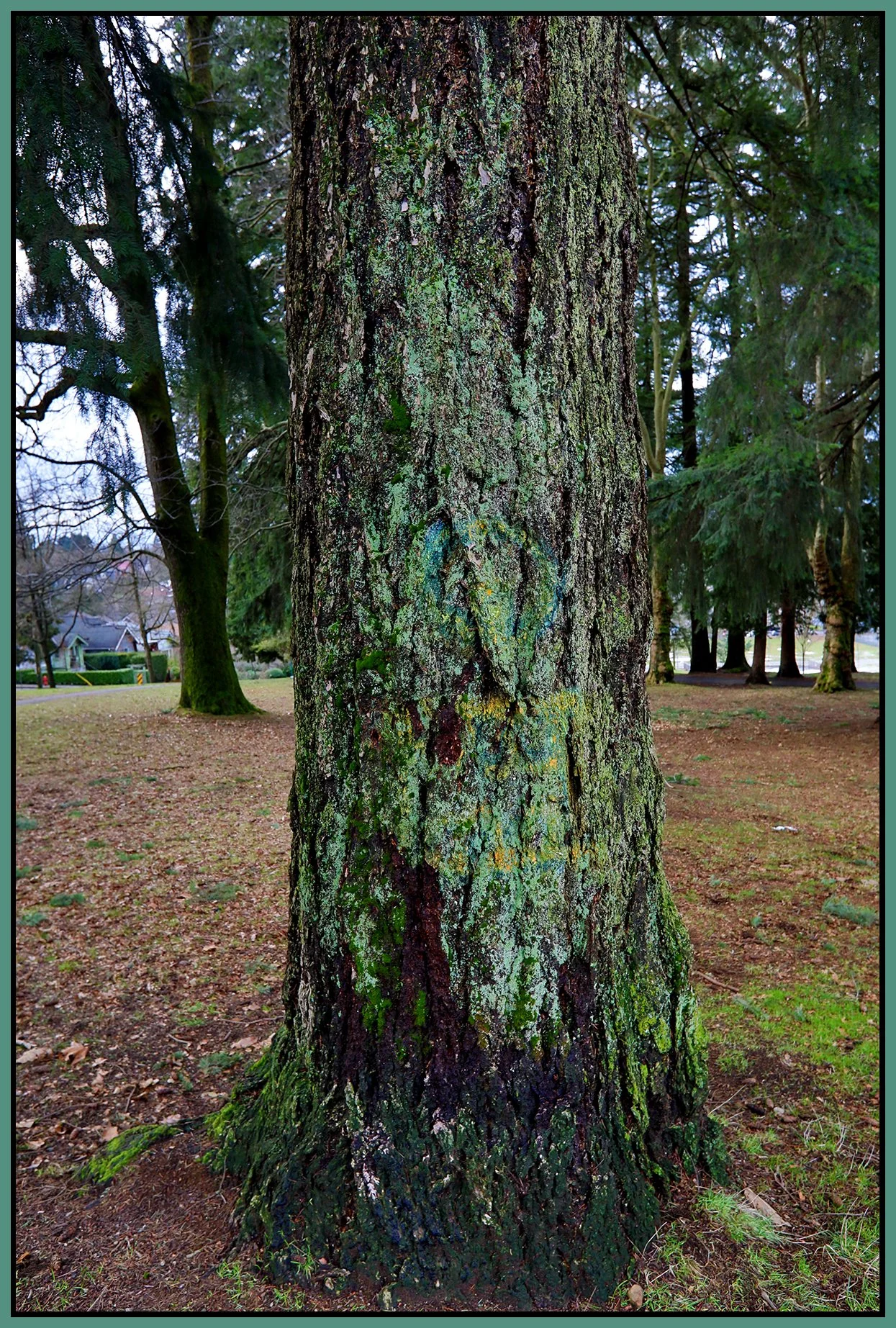 Clark Park Tree_Jan 14_2022_HDR_5A7052_4x6s.jpg