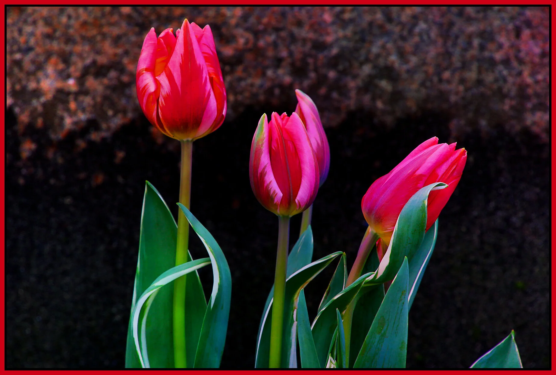 Flowers Tulips_Apr 26_2021_HDR_5A0683_peExqstTextr_4x6s.jpg