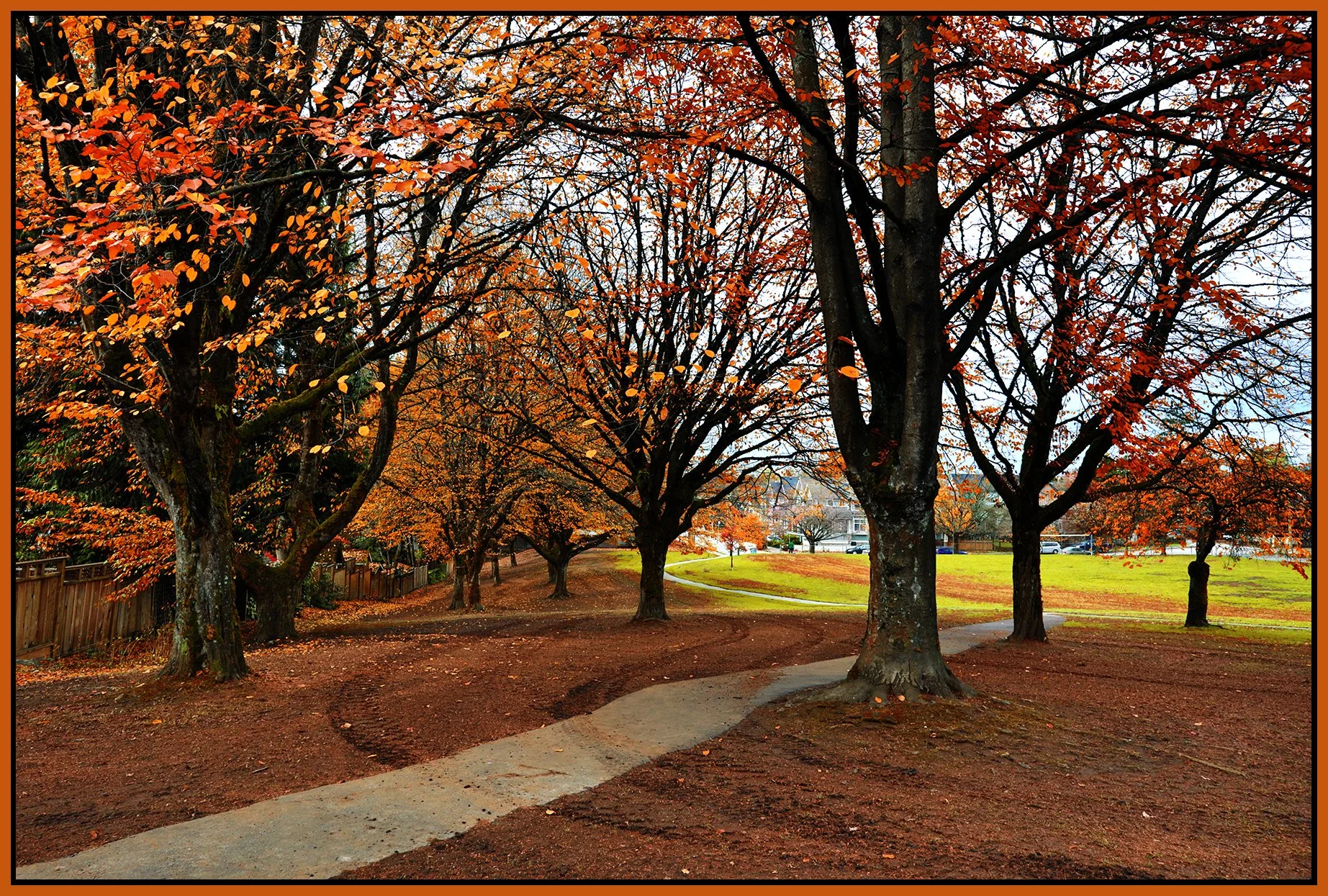 McSpadden Park Trees_Nov 12_2025_HDR_4K5219_peFall days_SmrtCntrst_4x6s.jpg