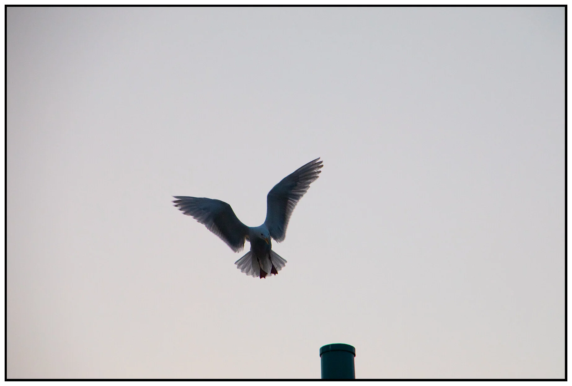 Seagull_Jul 7_2021_HDR_4G0305_4x6s.jpg