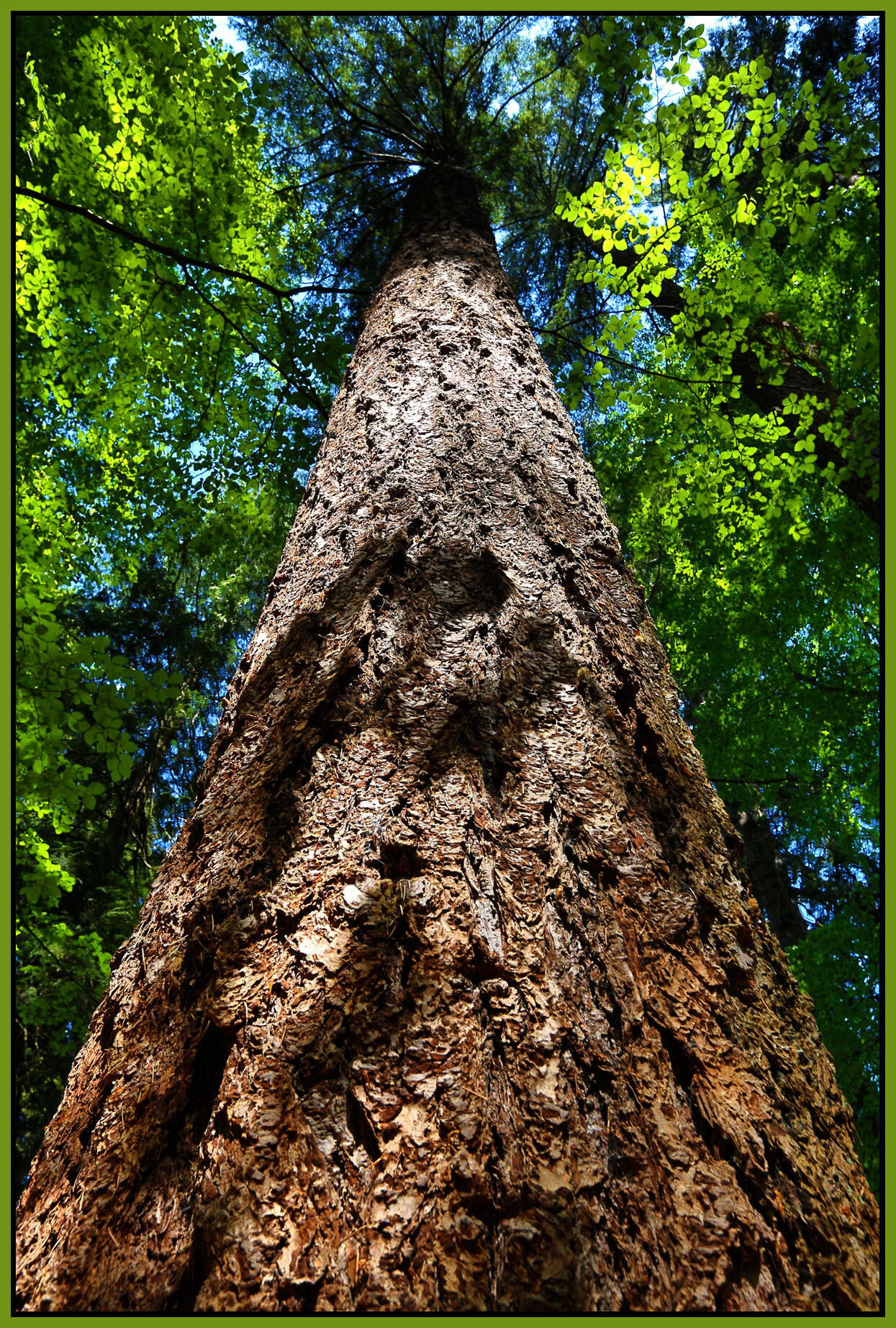 Stanley Pk Trees_Apr 29_2016_HDR_K7955_4x6s.jpg