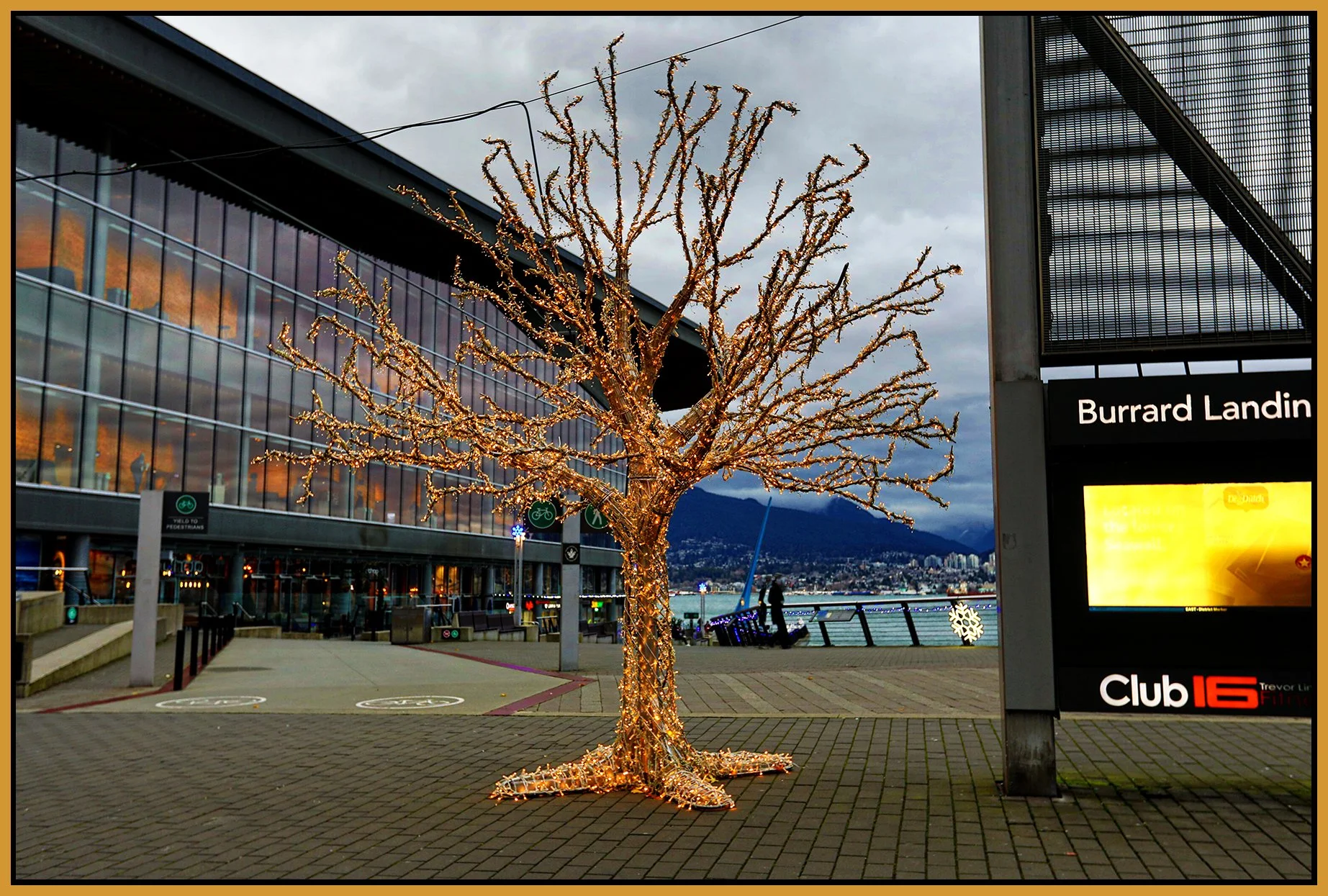 Burrard Landing Tree_Dec 14_2024_HDR_5E6641_pehdr_4x6s.jpg
