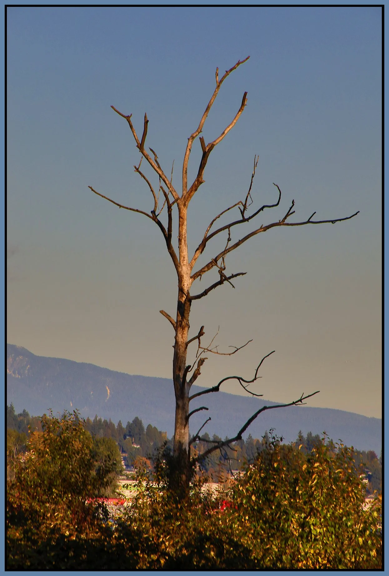 Fraser Regional Greenway Tree_Oct 26_2023_HDR_4H8957_4x6s.jpg
