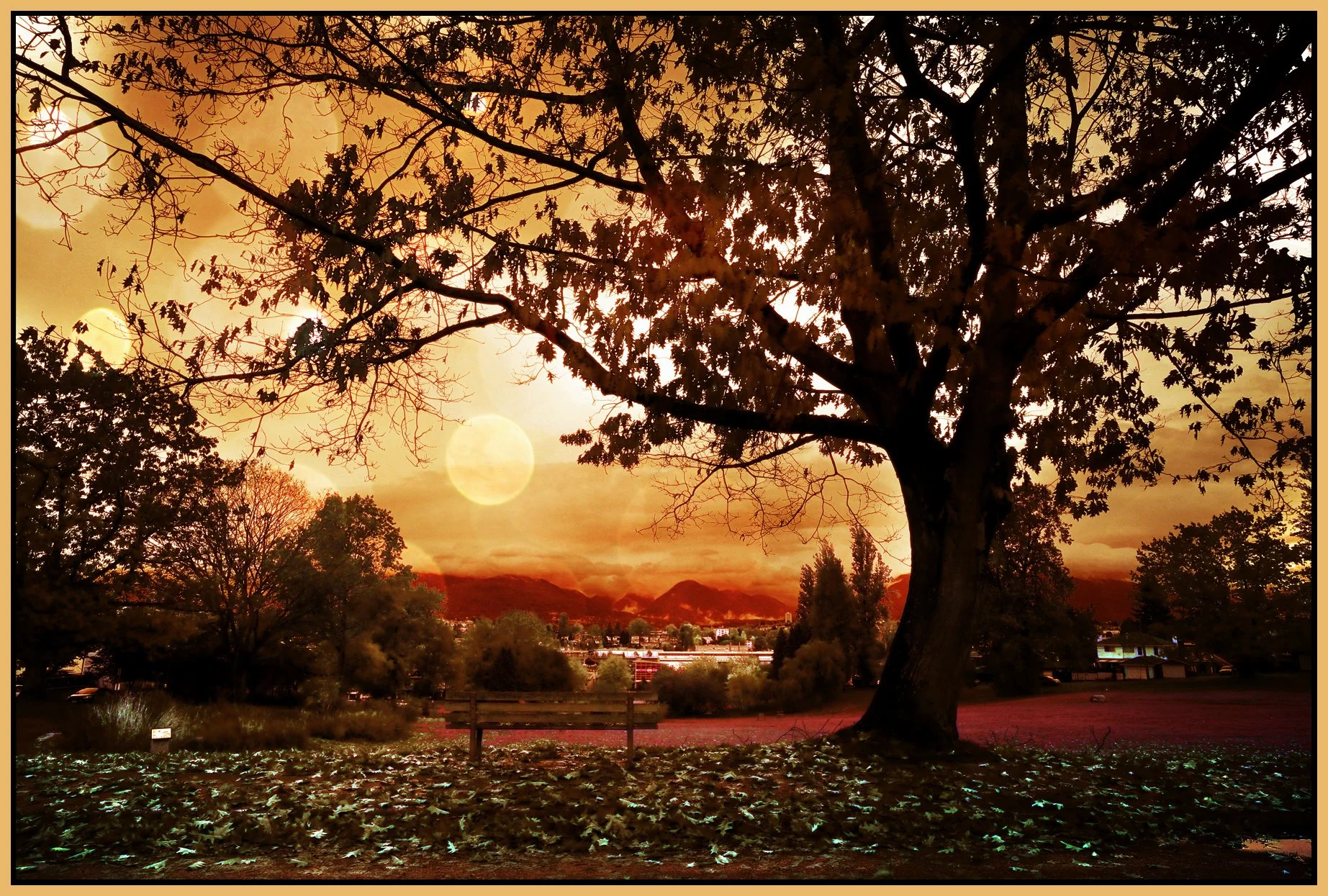 Falaise Pk Tree_Oct 19_2016_HDR_A3422_peInfra&Bokeh_4x6s.jpg