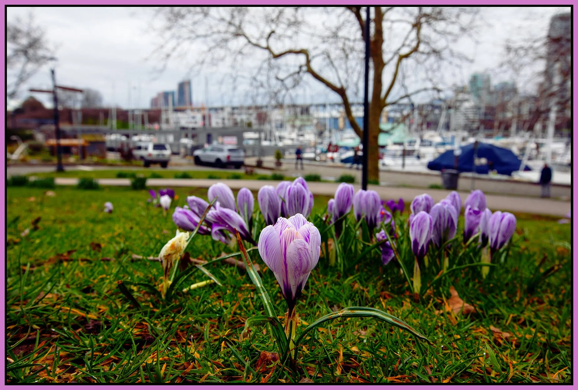 Charleson Park Crocuses_Mar 4_2026_CR2_4K9380_pePop_4x6s.jpg
