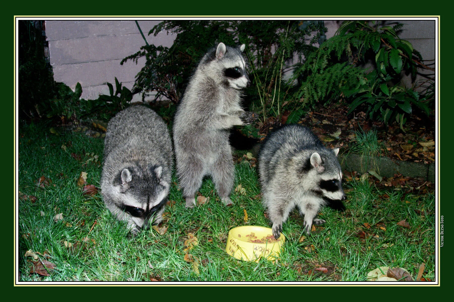 Templeton Raccoons_10_4x6.jpg
