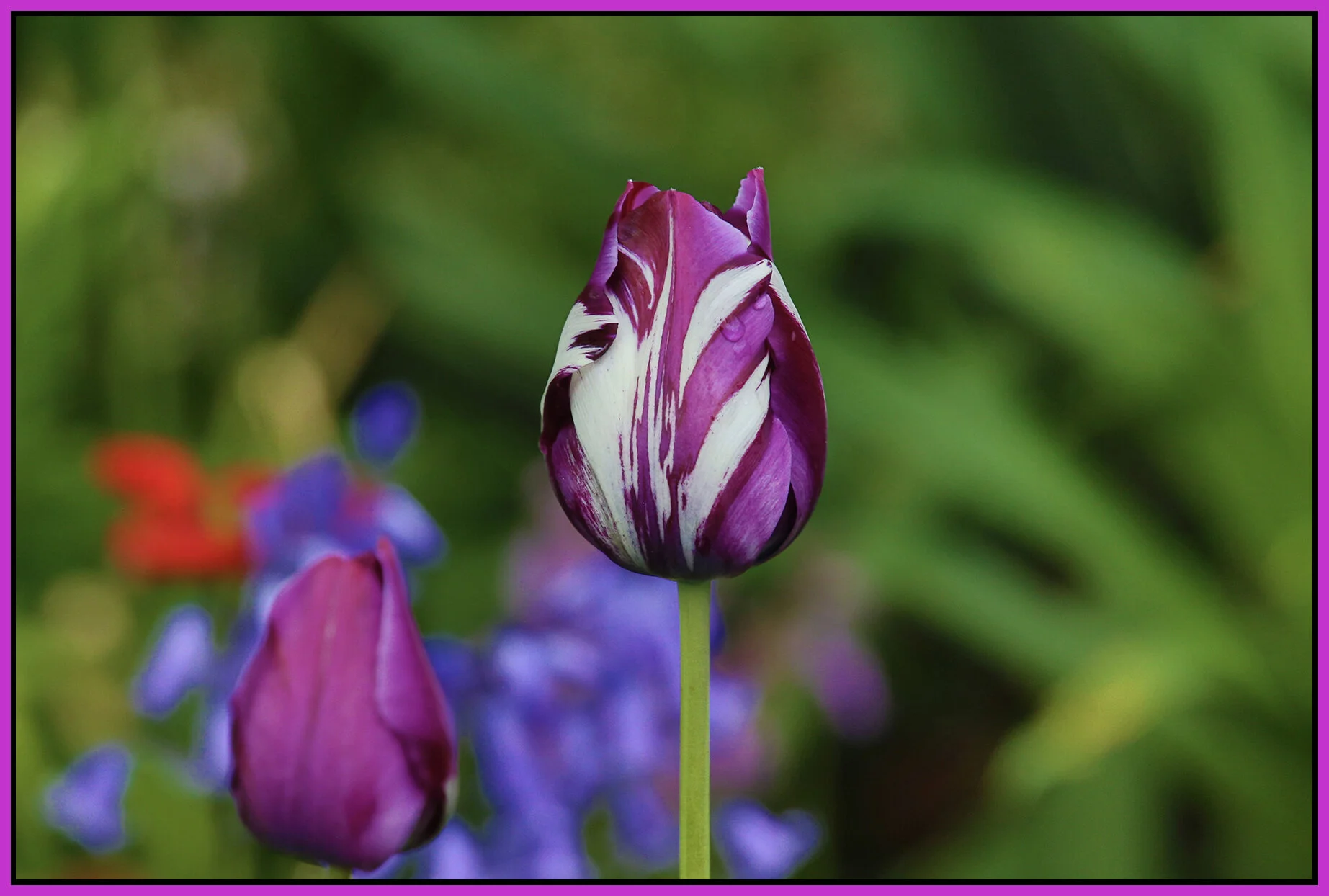Flowers Tulips_May 2_2020_HDR_3B4940_4x6s.jpg