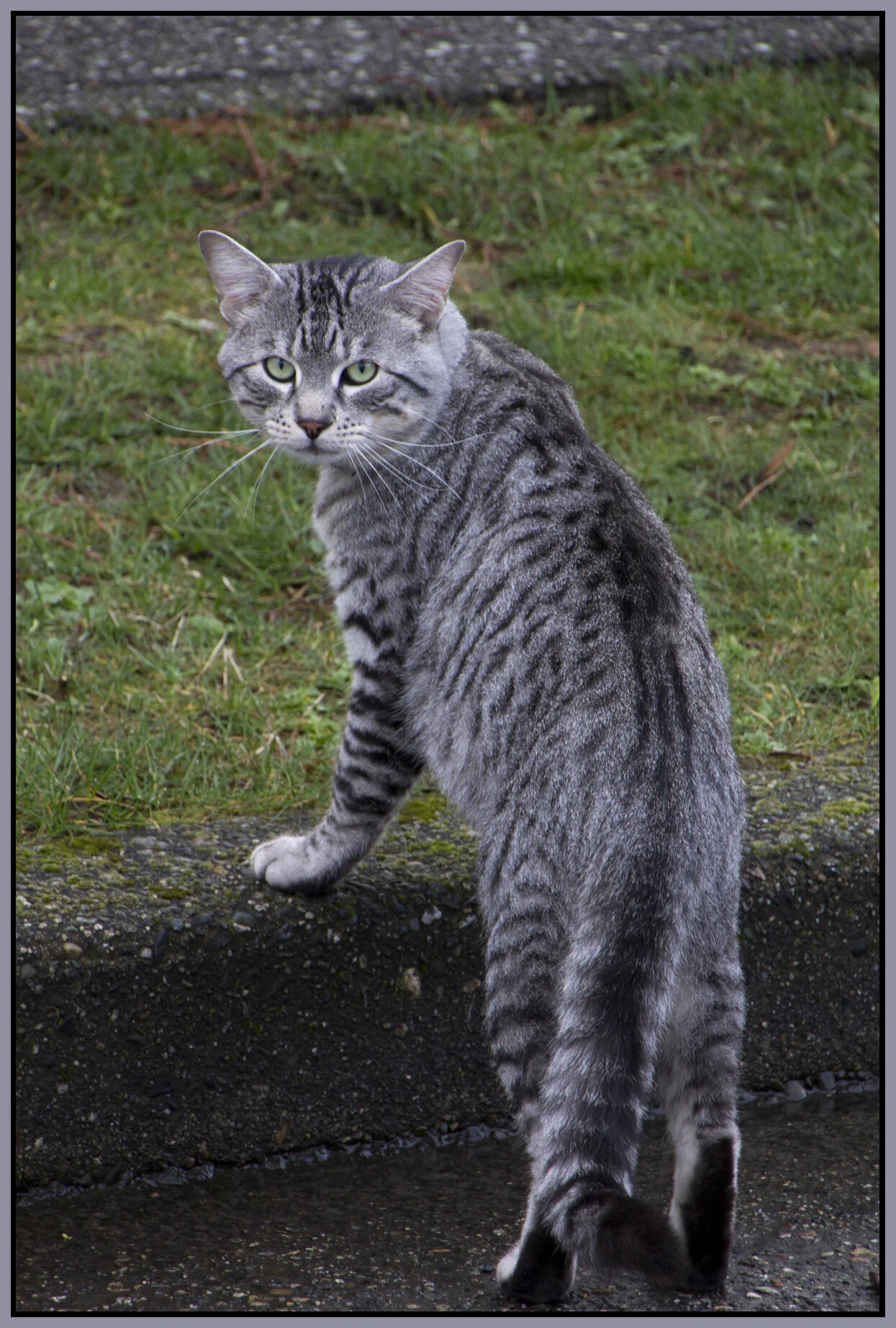 Cat_March 16_2011_3379_4x6s.jpg