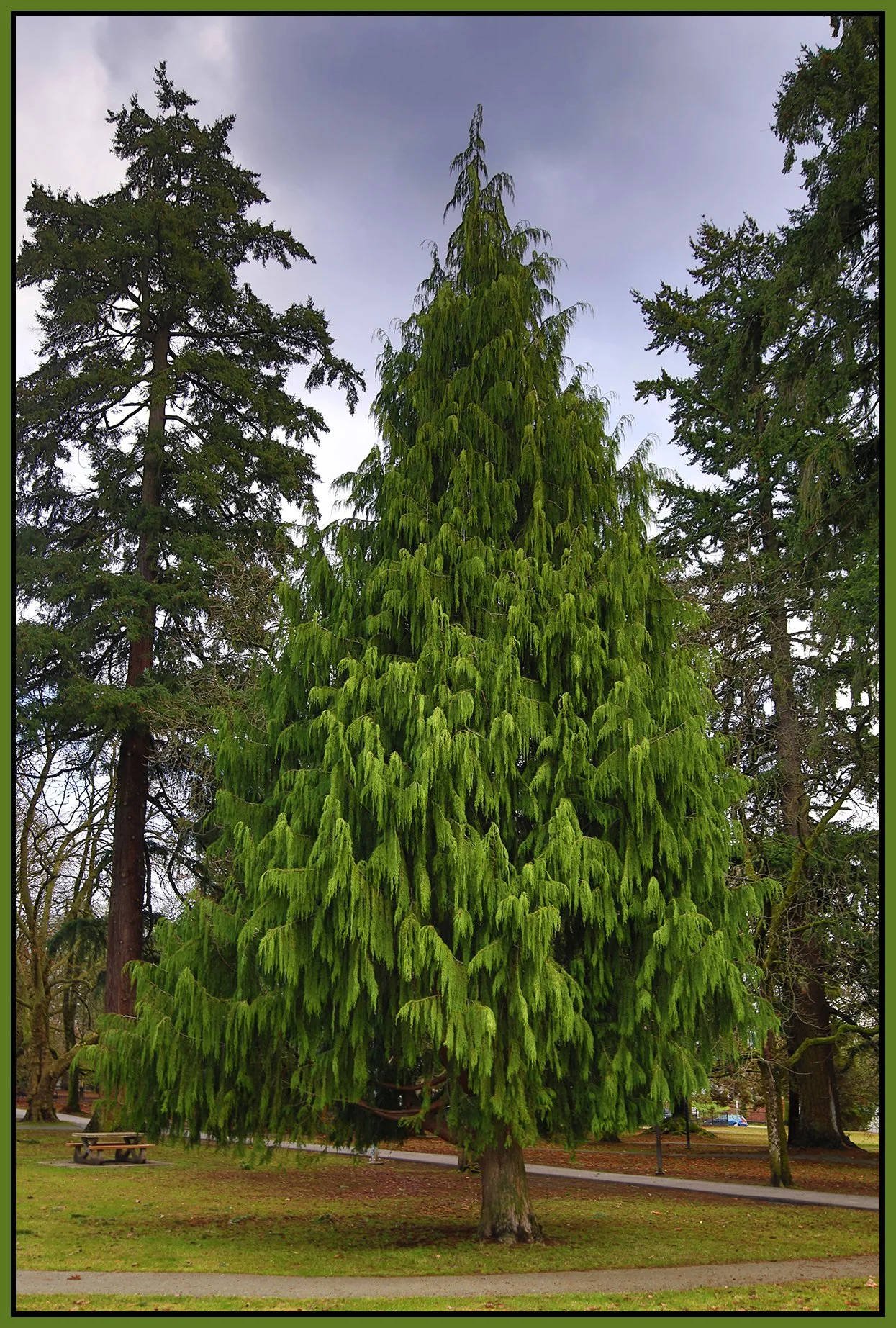 Moody Park Trees_Jan 19_2023_HDR_4H5380_4x6s.jpg