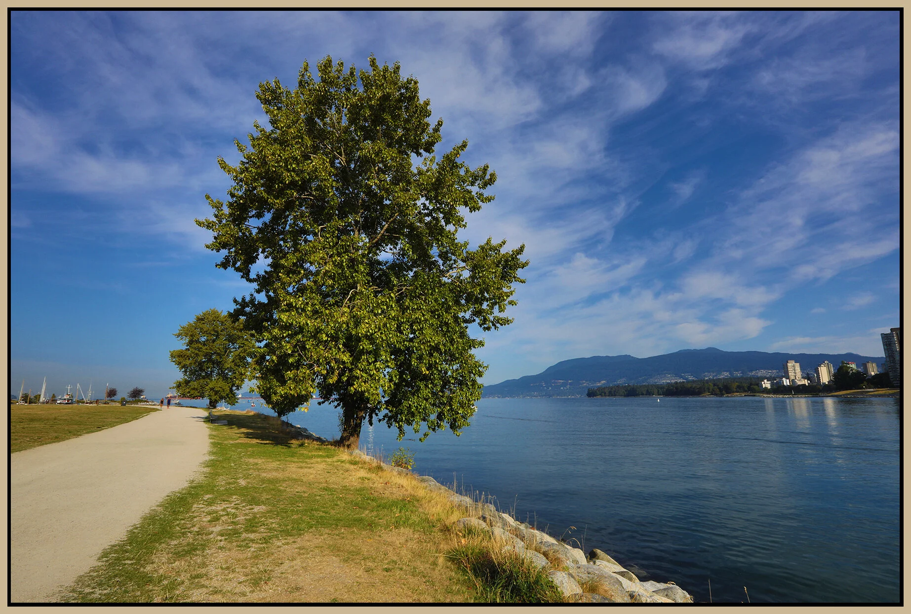 Vanier Park Tree_Aug 25_2021_HDR_5A9668_4x6s.jpg