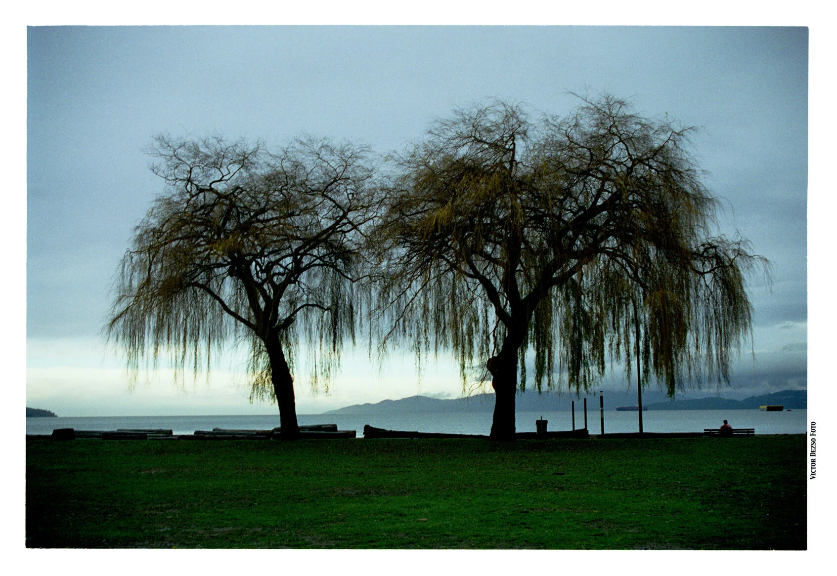 Kits Beach trees_Dec 12_2002_23_4x6s.jpg