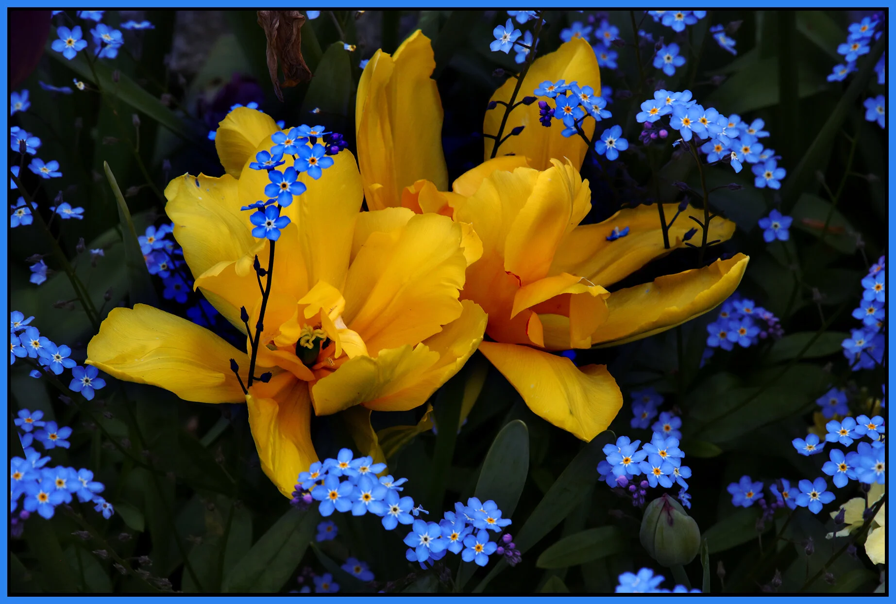 Flowers_Apr 28_2020_HDR_3B4497_2_4x6s.jpg