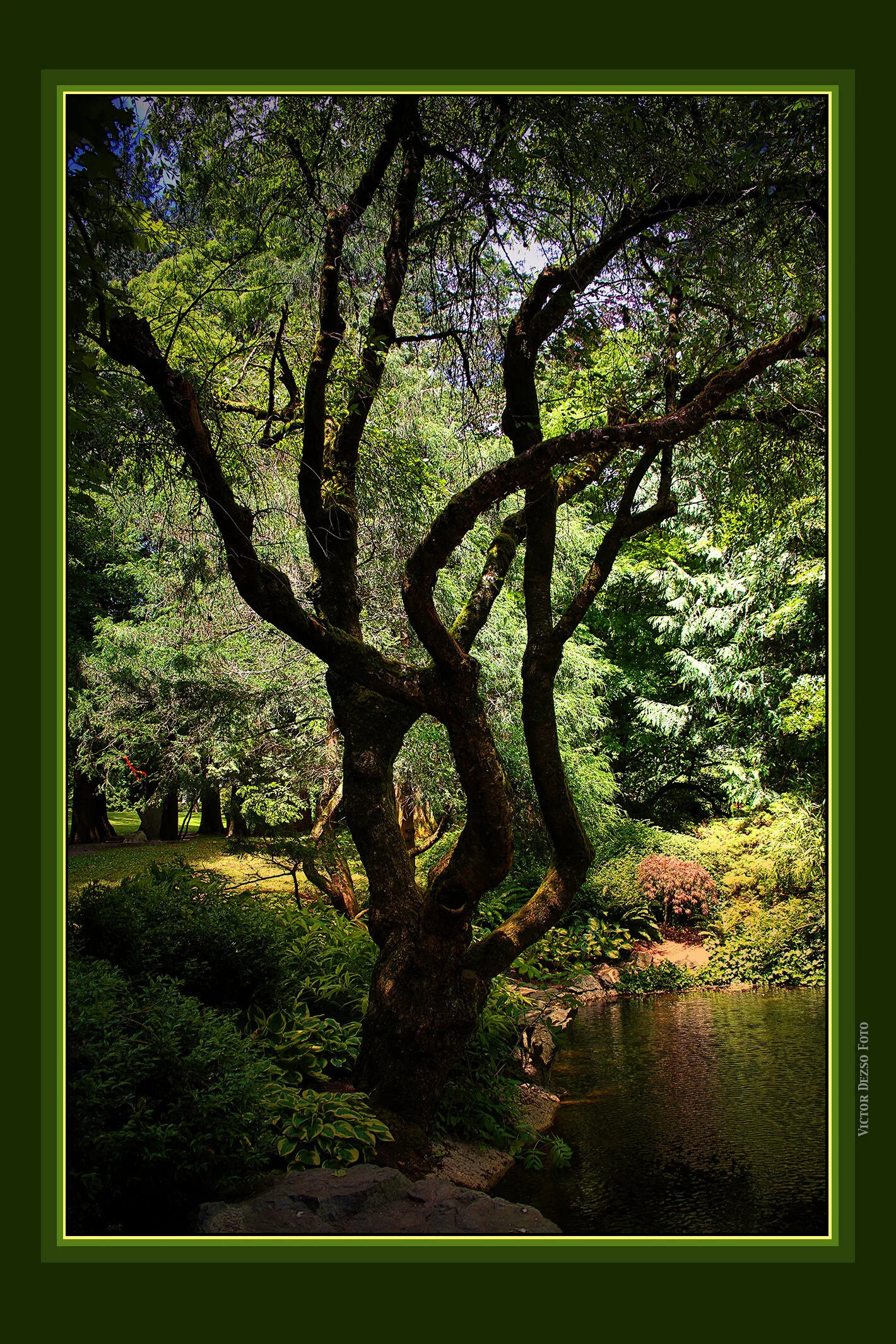 Tipperary Pk  Tree_Jun 18_2019_HDR_A6549_peIntnSunst_1_4x6s.jpg