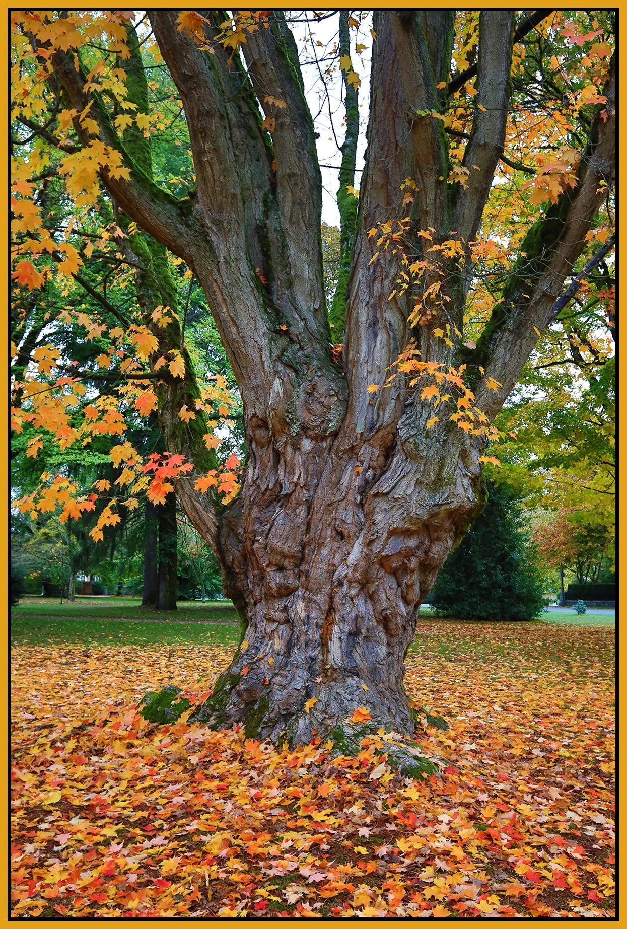 The Crescent Tree_Oct 22_2023_HDR_5C8292_4x6s.jpg