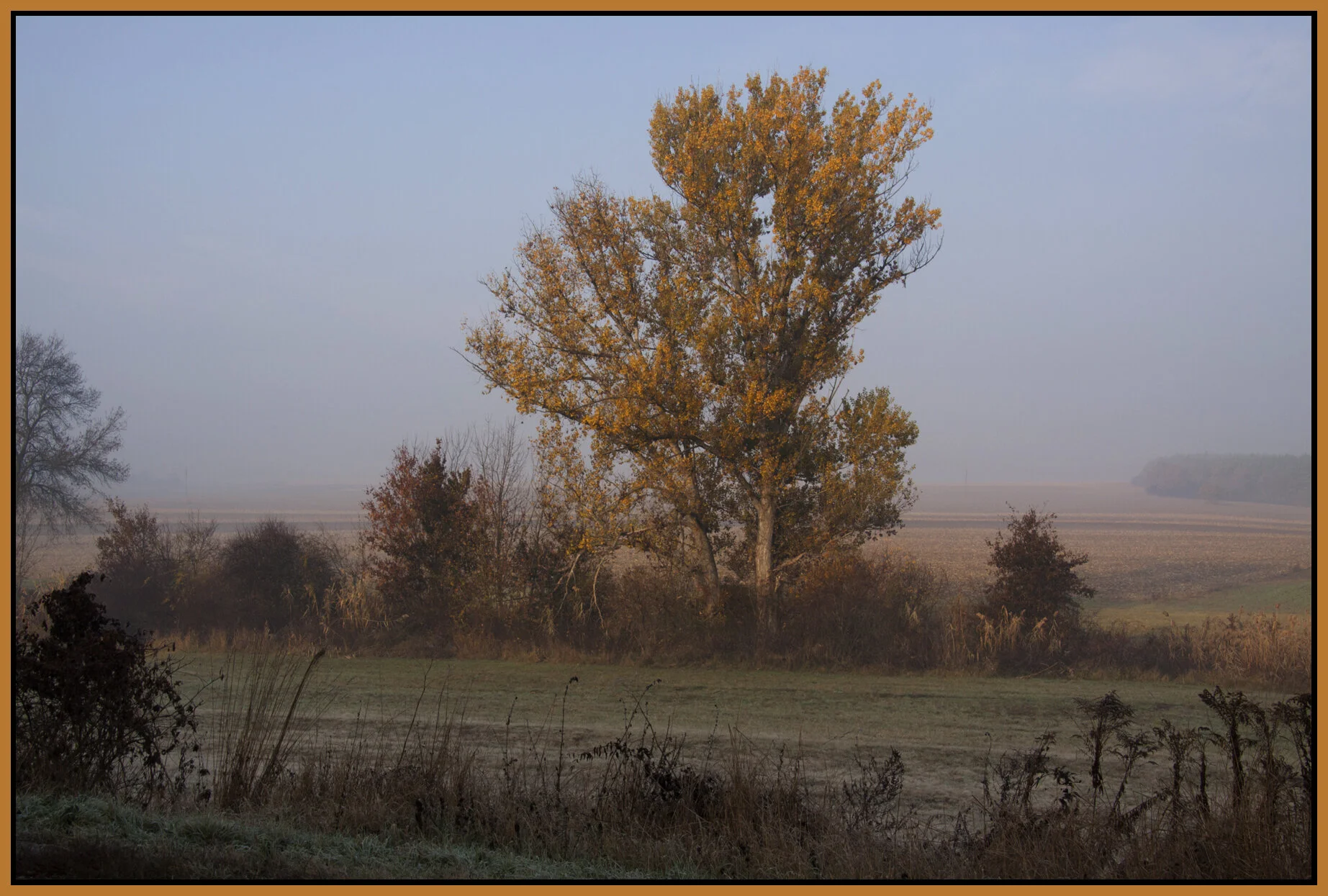 Hungary Trees_Nov 4_2011_5260_4x6s.jpg