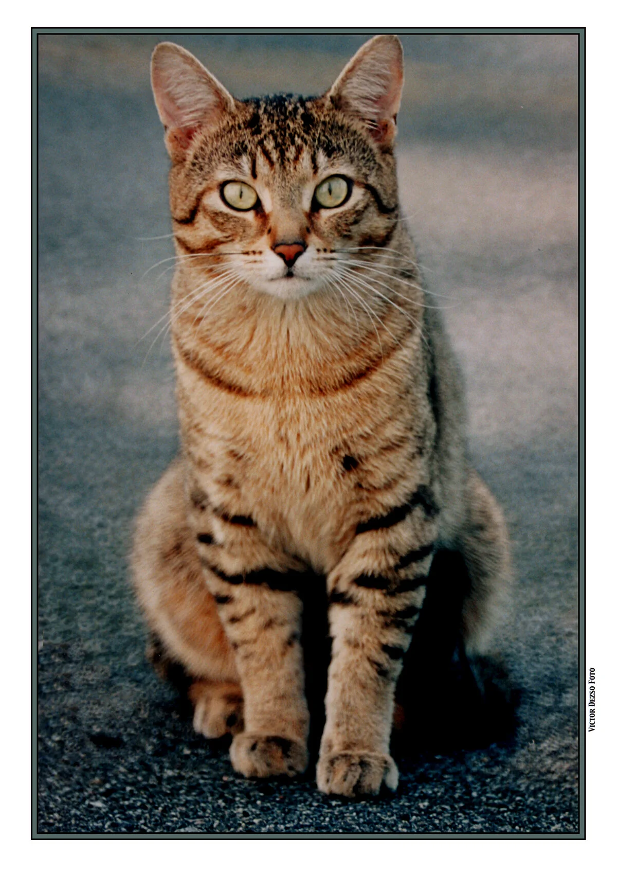 Cat_4054_4x6s.jpg