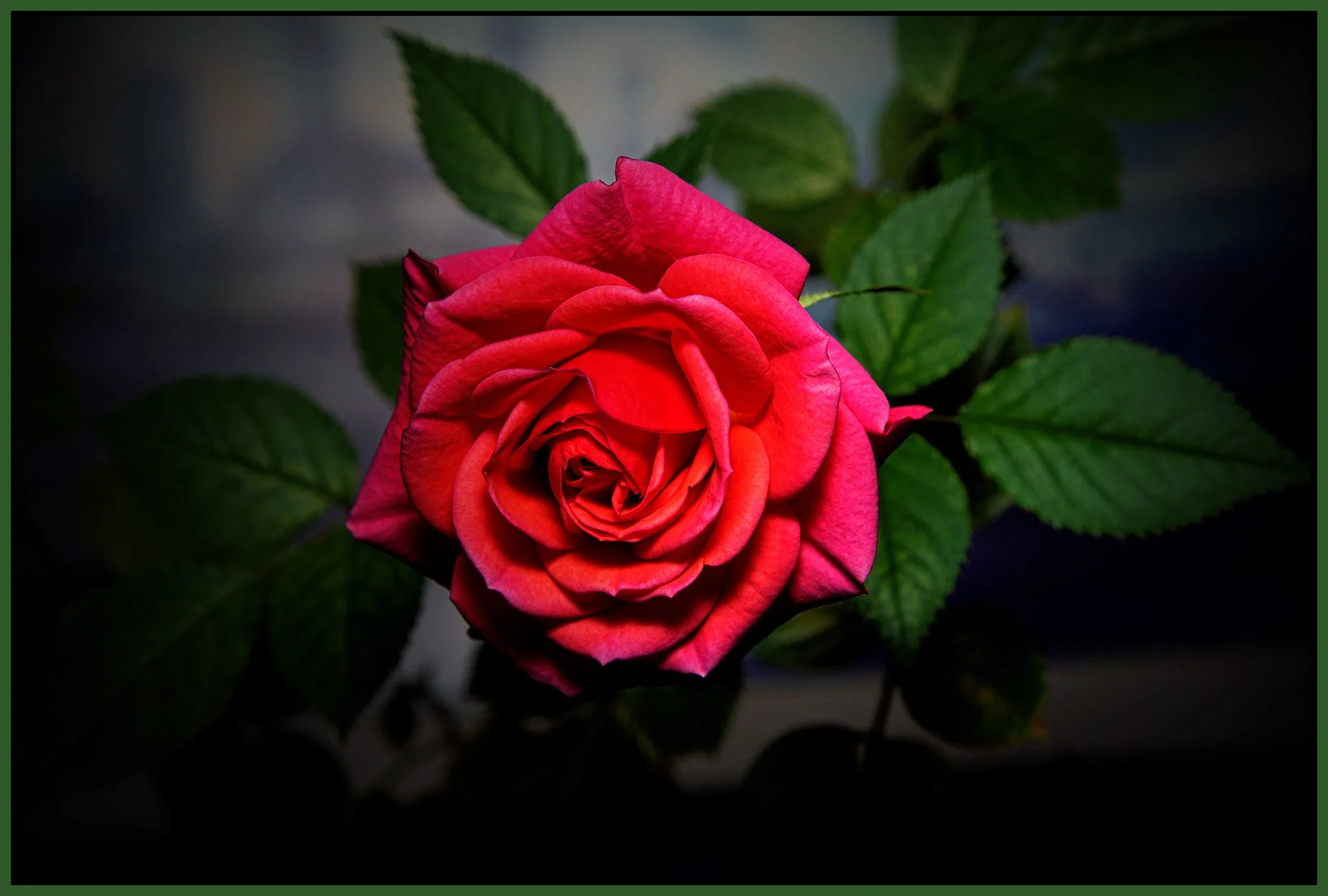 Flowers Rose_Jan 2_2022_CR2_4G5743_peExpMrg_IntnSDet_4x6s.jpg