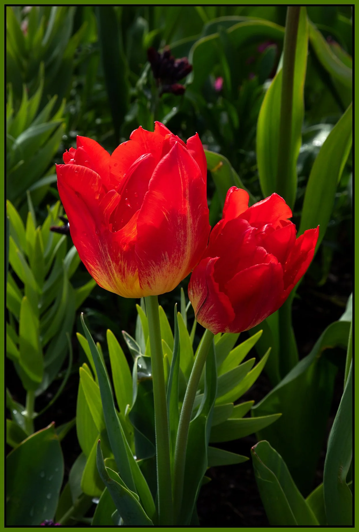 Flowers Tulips_Apr 22_2022_HDR_4G8438_4x6s.jpg