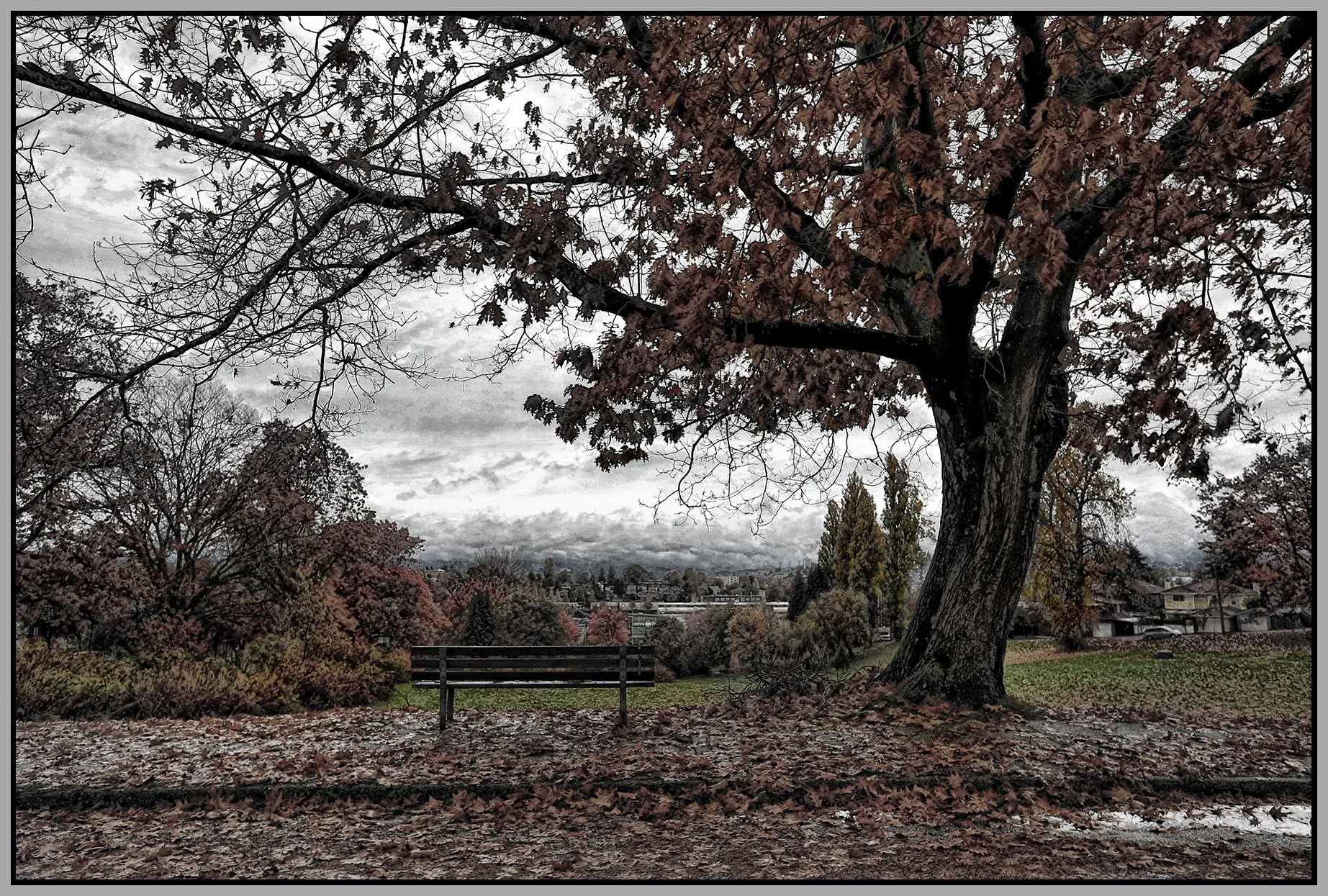 Falaise Pk Tree_Nov 4_2020_HDR_4G1796_peExpMrg_LitePncl_TexSup_4x6s.jpg