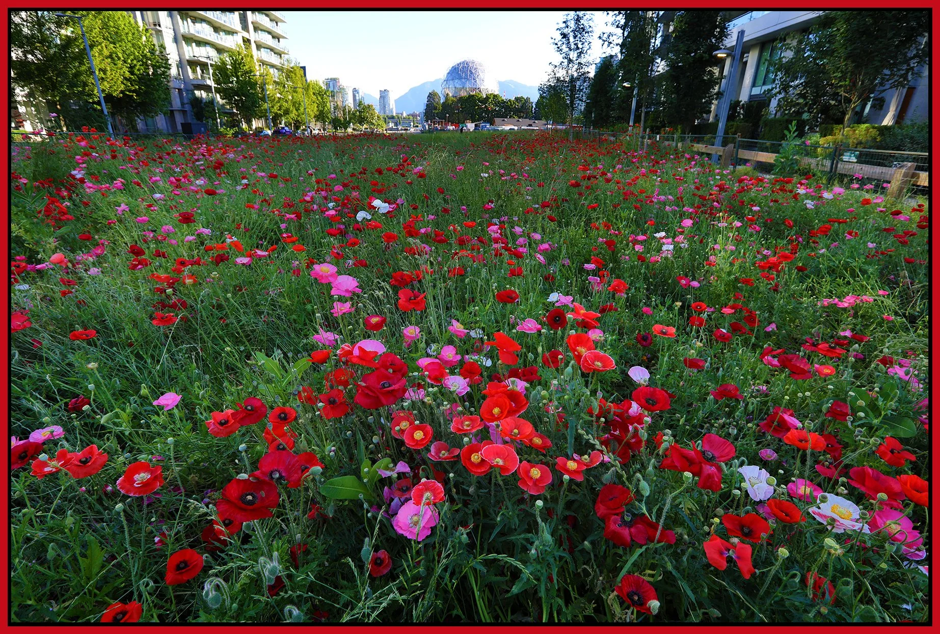 The Village Poppies_Jul 1_2022_HDR_5B9105_4x6s.jpg