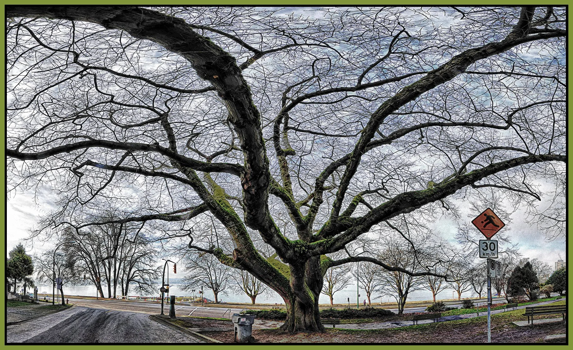 English Bay Tree_Jan 1_2018_HDR_Pan_B0412_peLitePncl&Cross_4x6s.jpg