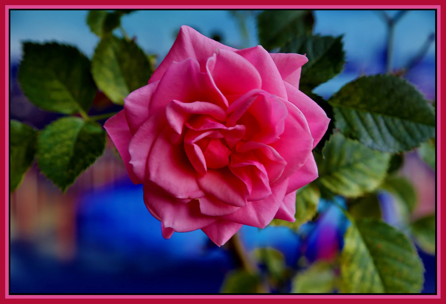 Flowers Rose_May 2_2021_HDR_5A1883_4x6s.jpg