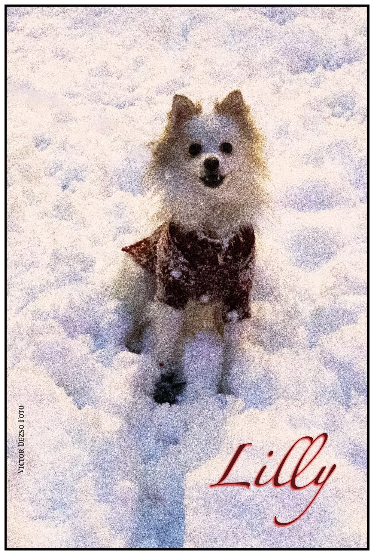 Lilly in the Snow_Jan 17_2024_CR2_4H0974_4x6s.jpg