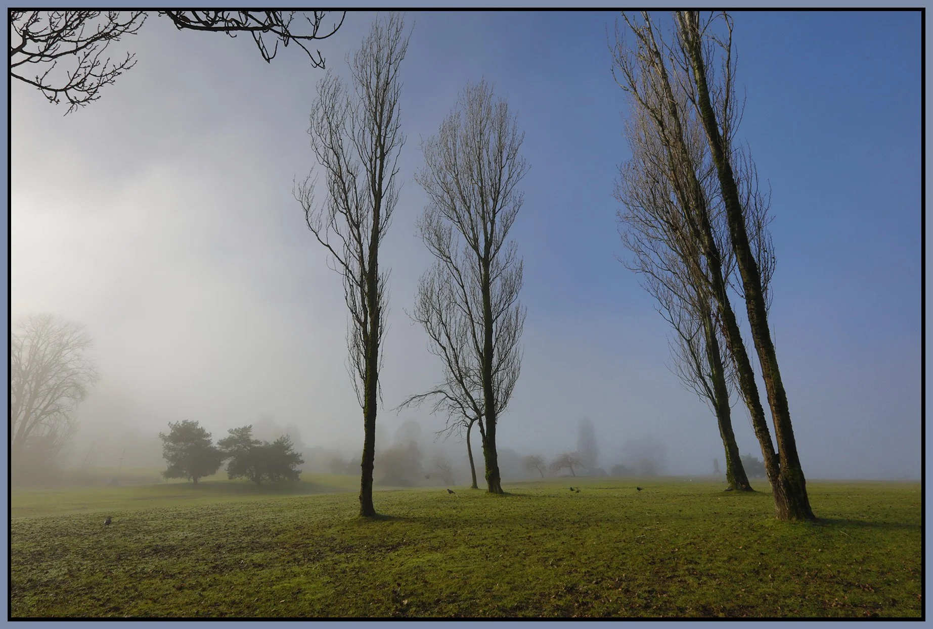 Vanier Park Trees in Fog_Jan 21_2026_HDR_4K7466_4x6s.jpg