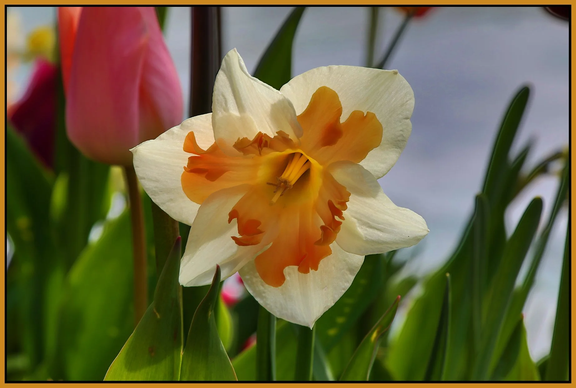 Flower_Apr 22_2022_HDR_4G8437_4x6s.jpg