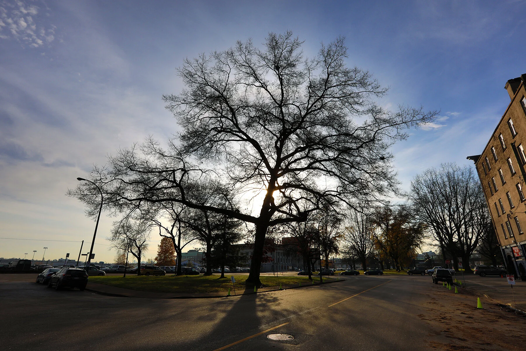 Station St Tree_Nov 20_2018_HDR_D3375_4x6.jpg