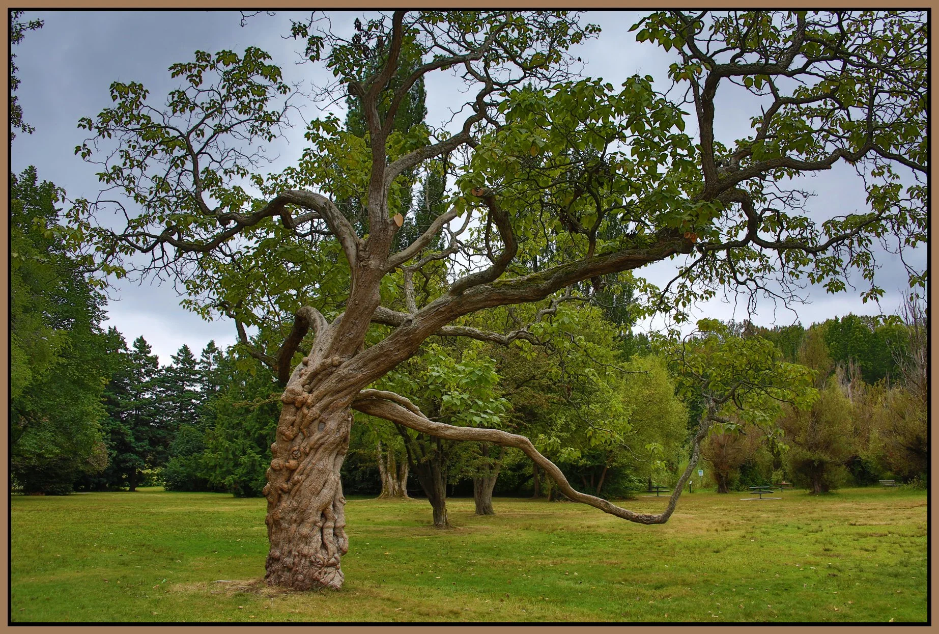 Jericho Beach Tree_Sep 5_2016_HDR_L2005_4x6s.jpg