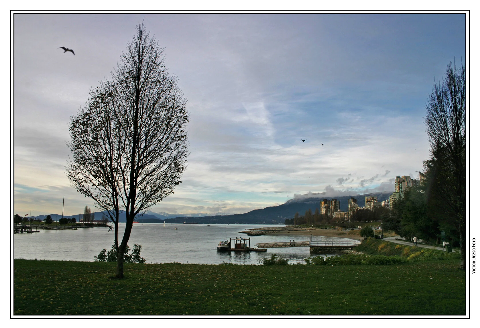 Burrard Inlet English Bay Tree_1951_4x6s.jpg
