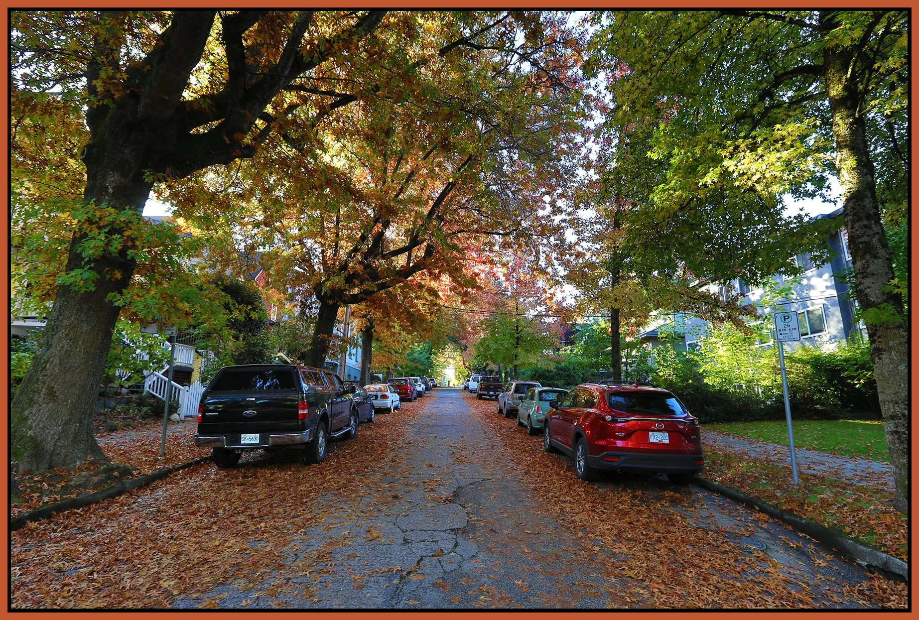 Trees on W10 th Ave_Oct 11_2023_HDR_5C7364_4x6s.jpg