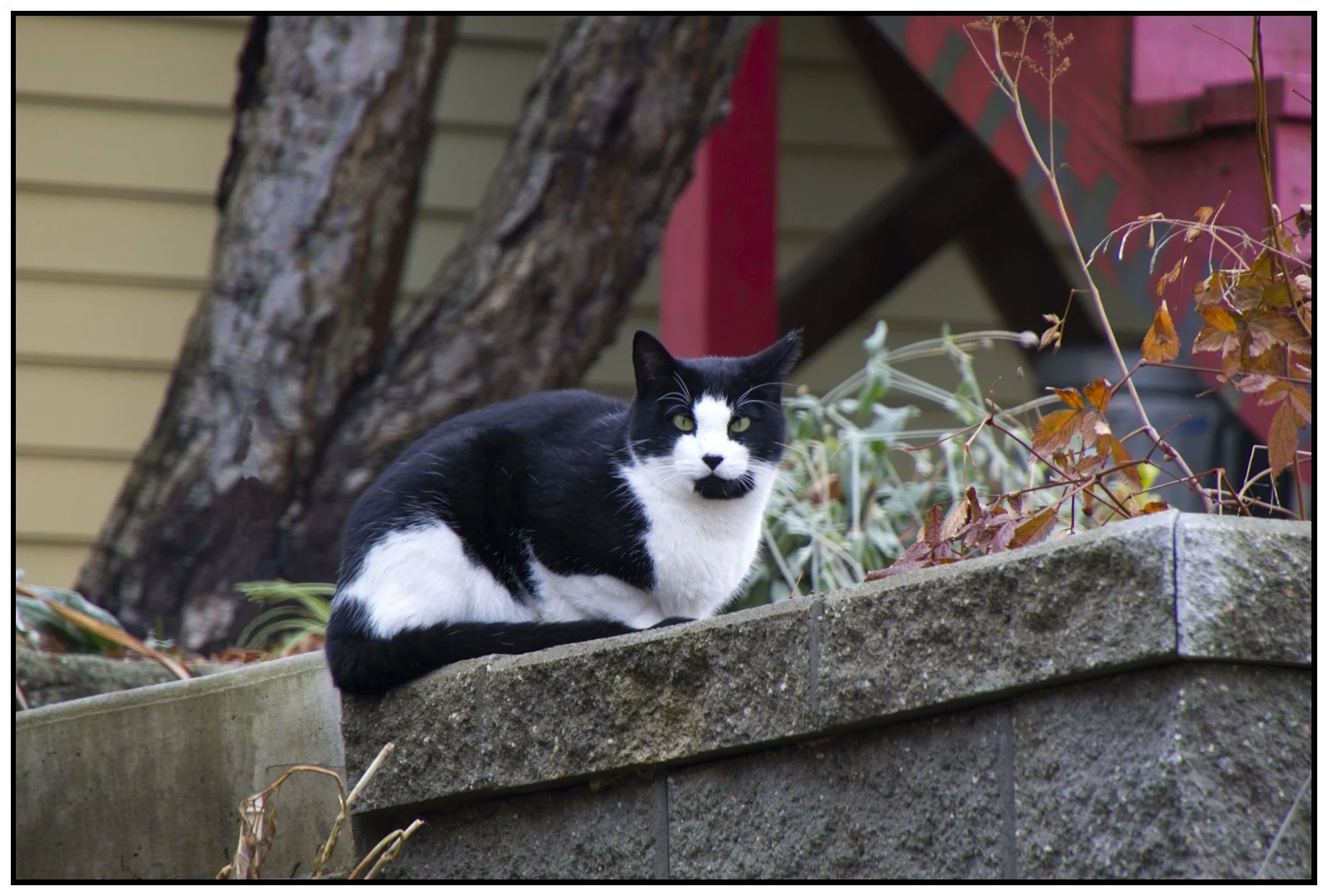 Cat_Dec 1_2010_6538_4x6s.jpg